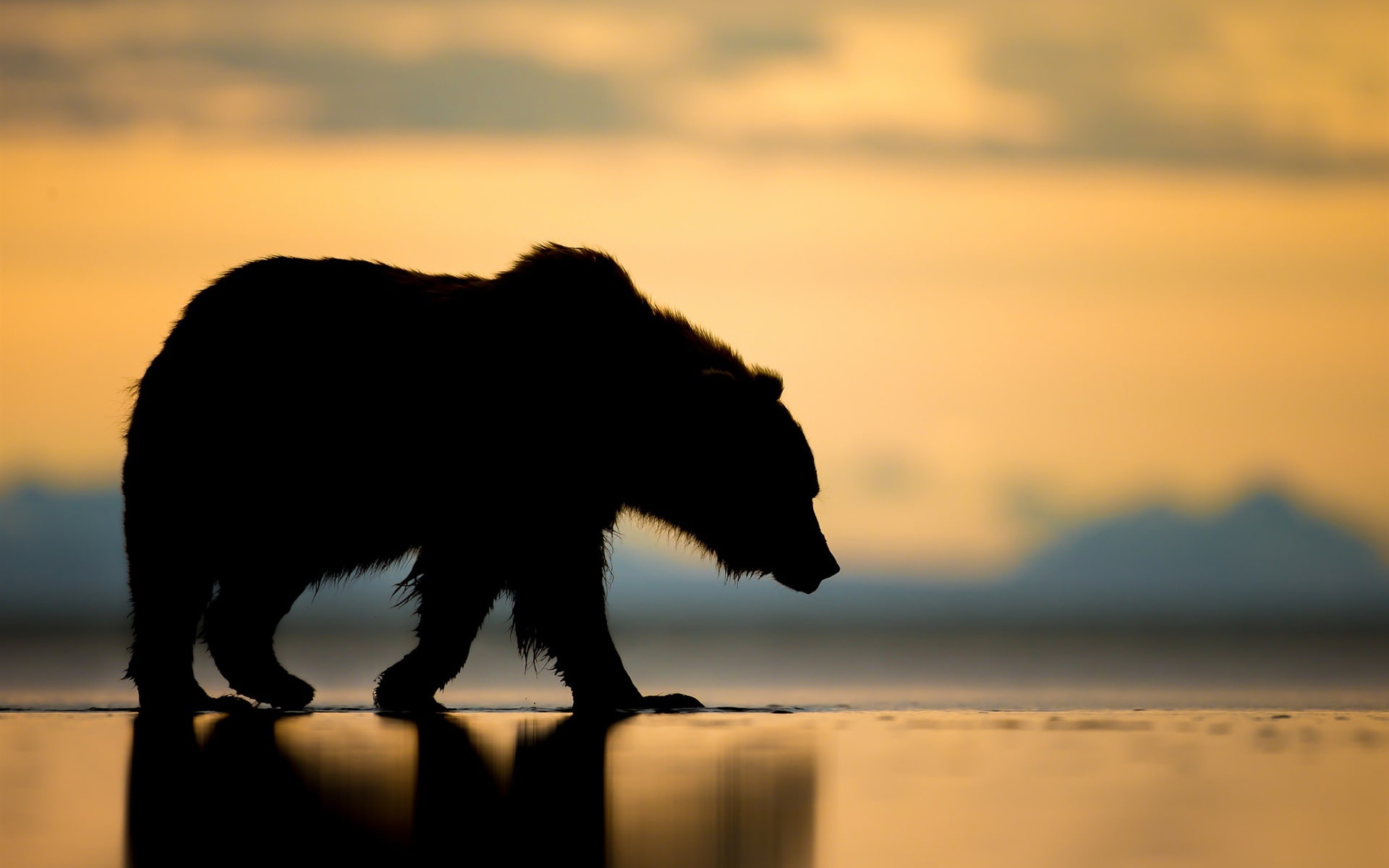 1080P, Sunset, Bear, Alaska, Silhouette, polar, HD Wallpaper