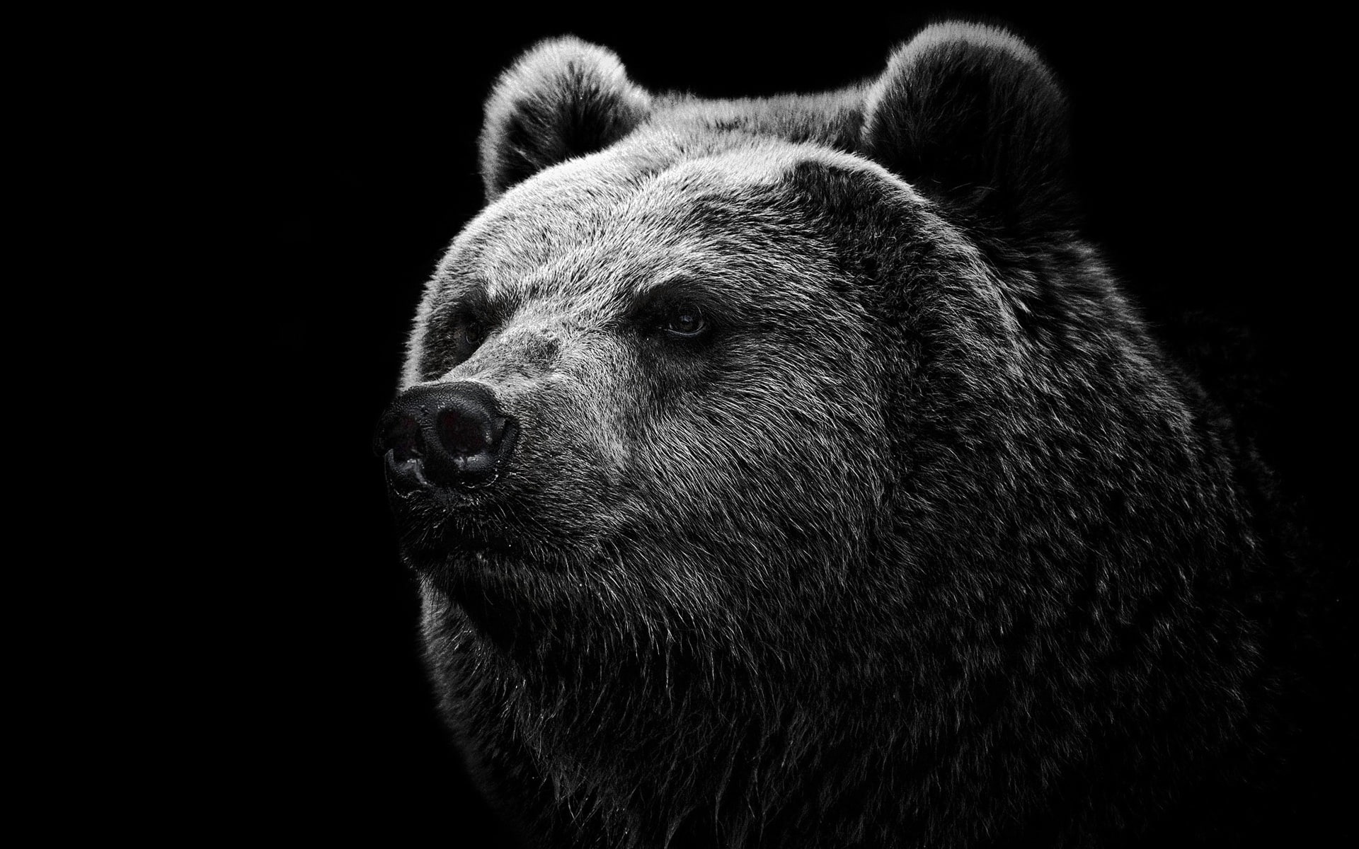 Bear, 1080P, Background, Black, HD Wallpaper