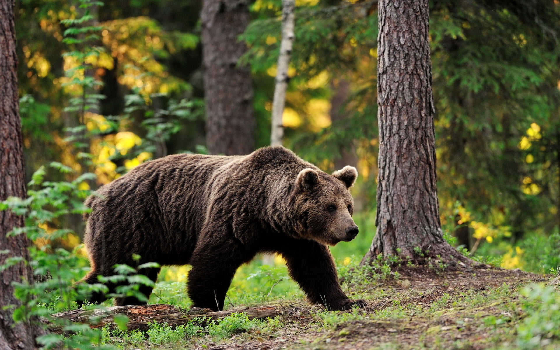 walking, tree trunk, nature, outdoors, foliage, 1080P, animal, brown bear, bear, trunk, mammal, forest, land, no people, animal wildlife, tree, vertebrate, HD Wallpaper