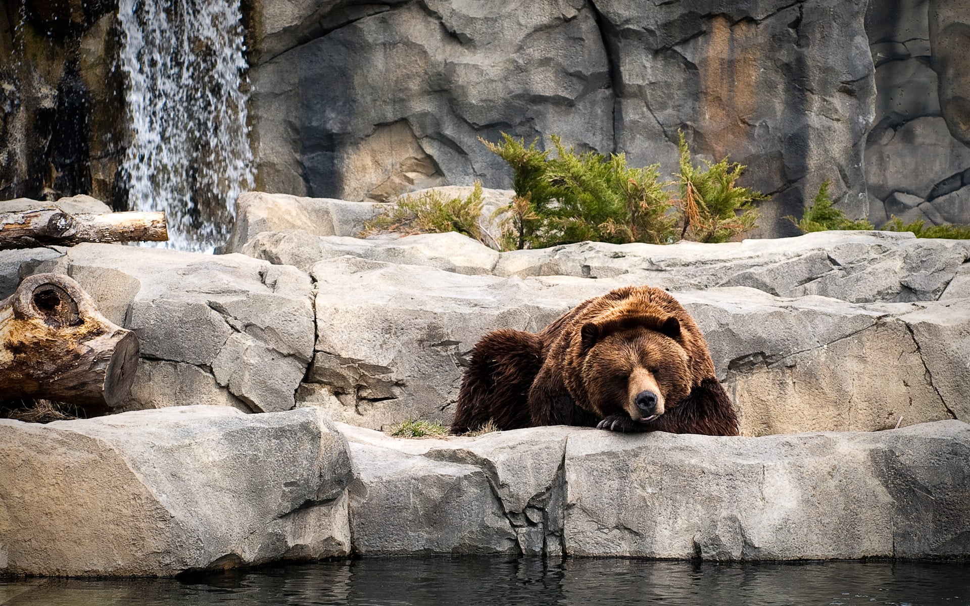 zoo, no people, animals in the wild, rock - object, water, one animal, day, animal, bear, bears, nature, solid, rock, mammal, vertebrate, waterfront, 1080P, HD Wallpaper