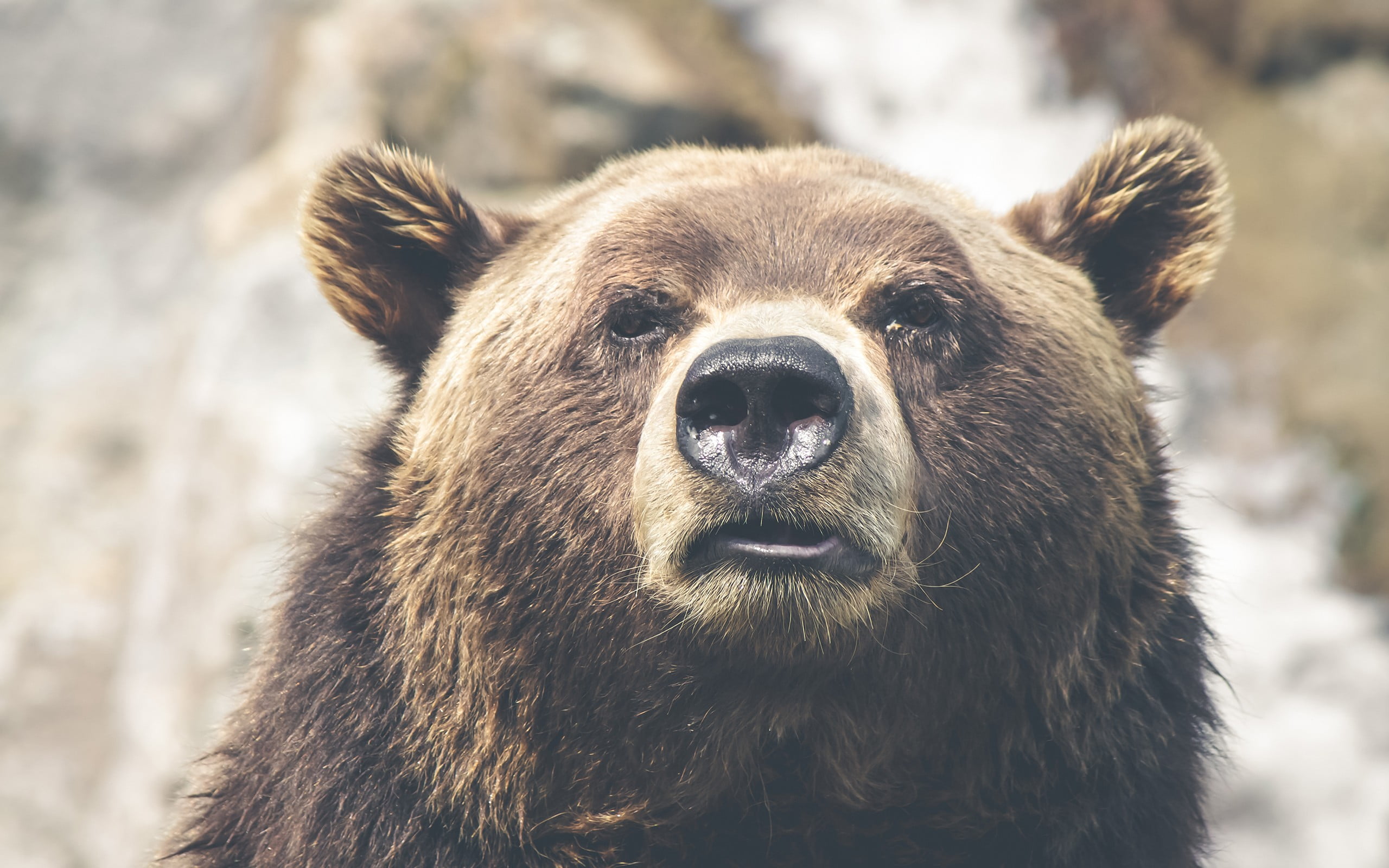 portrait, face, animals, no people, bears, animal wildlife, Thomas Lefebvre, looking at camera, animals in the wild, nature, brown, focus on foreground, HD Wallpaper