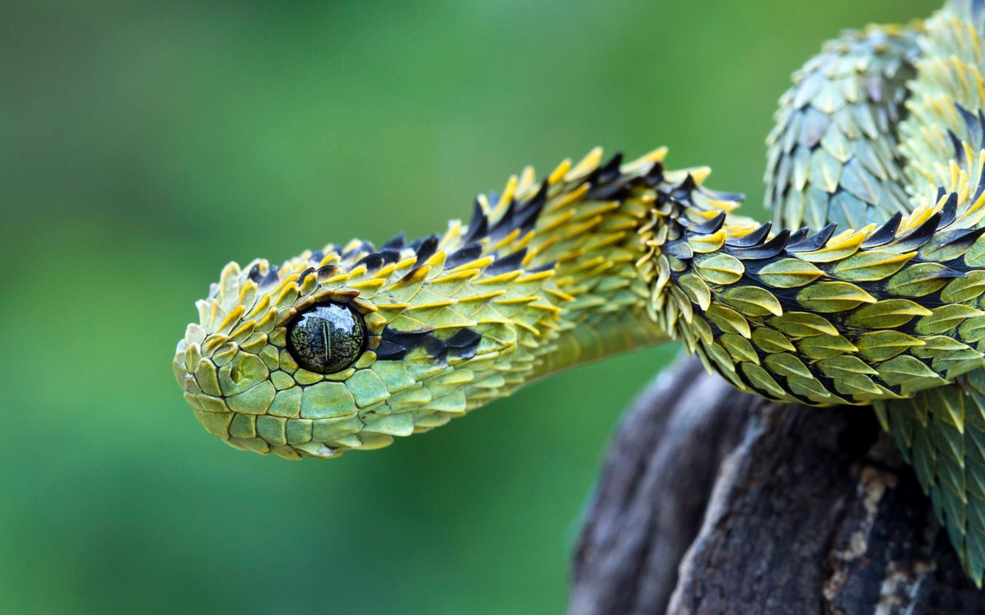 animals, 1080P, nature, reptiles, snake, vipers, macro, Bush Viper, HD Wallpaper