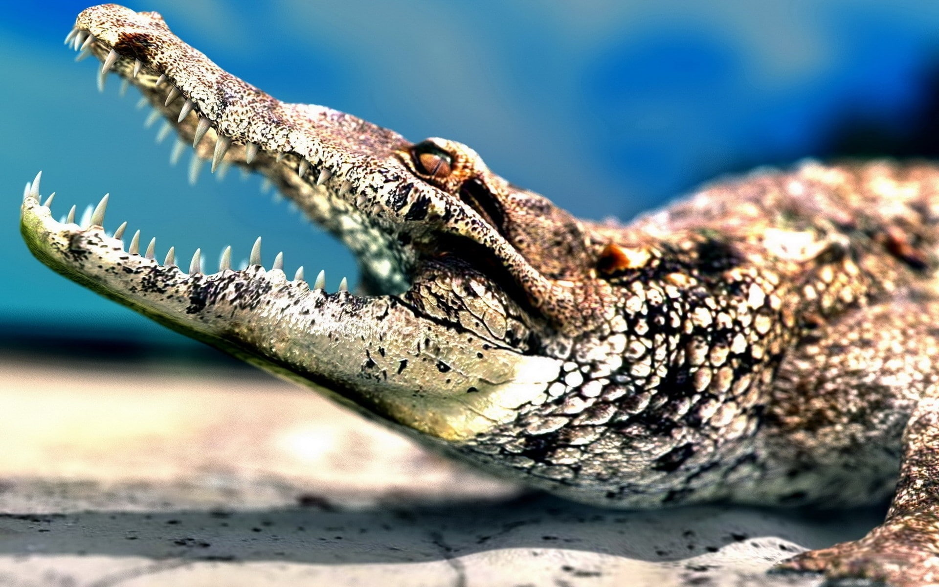 nature, outdoors, crocodiles, water, 1080P, no people, animal body part, animal eye, wildlife, iguana, sunlight, day, marine, animal head, reptiles, animal wildlife, HD Wallpaper