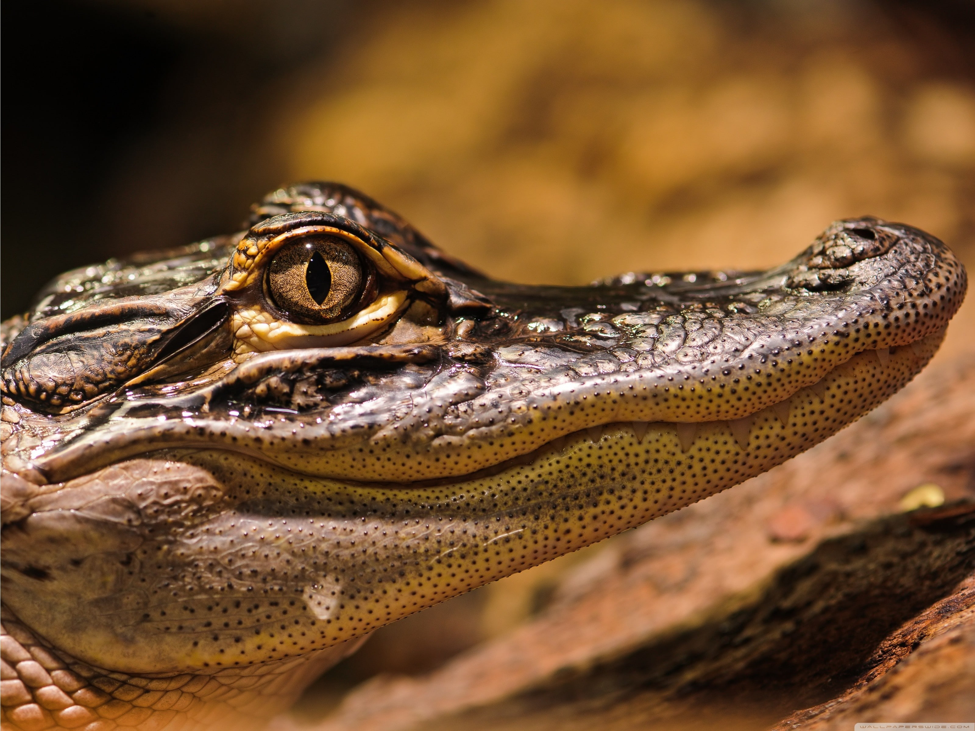 animal eye, animals, alligator, animal, 2K, nature, no people, vertebrate, crocodile, eye, animal body part, profile view, day, animal themes, side view, HD Wallpaper