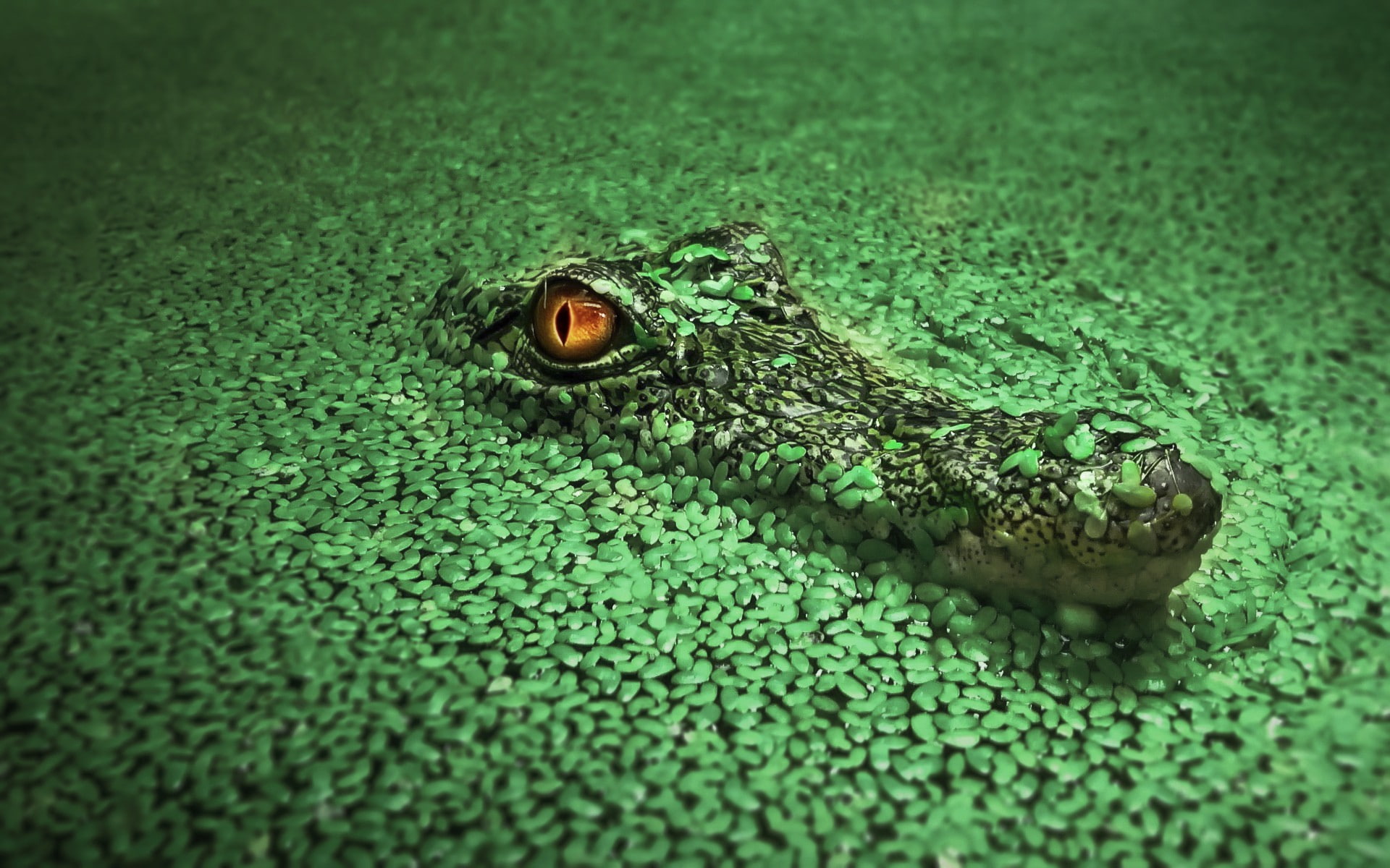 1080P, wildlife, green, crocodiles, animals, HD Wallpaper