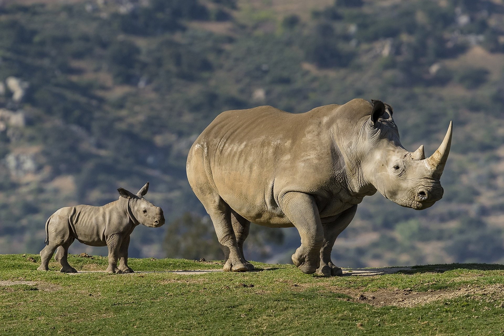 Animal, Wildlife, Rhino, 1080P, Baby Animal, HD Wallpaper
