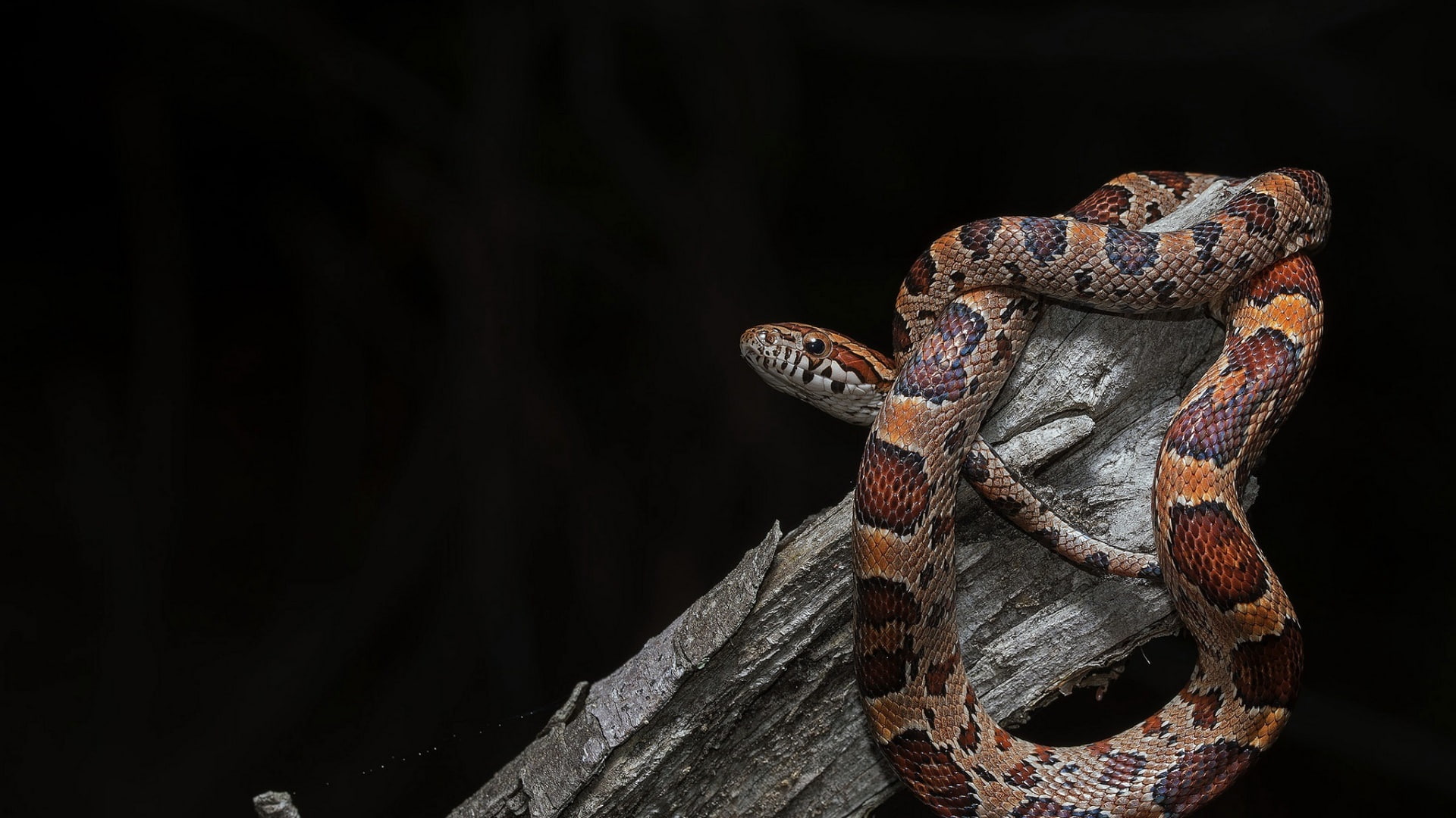 animals, reptiles, snake, 1080P, HD Wallpaper