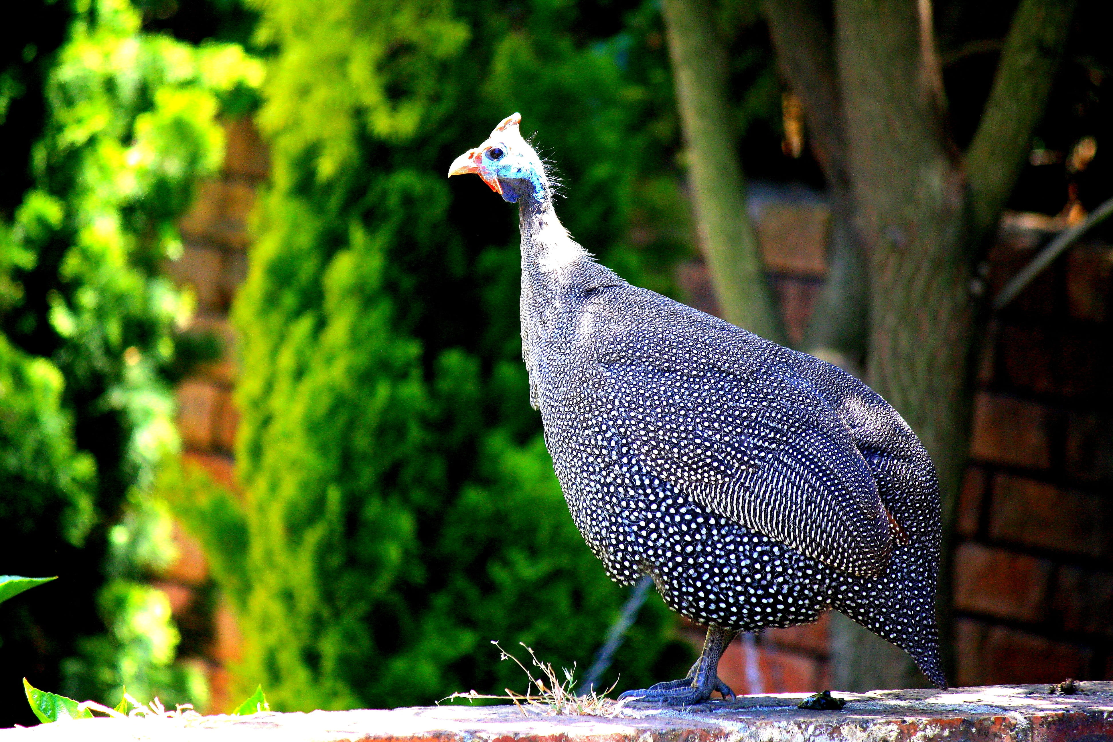 4K, no people, bird, beauty in nature, nature, peacock, vertebrate, animals in the wild, feather, blue, points, one animal, spotted, focus on foreground, HD Wallpaper