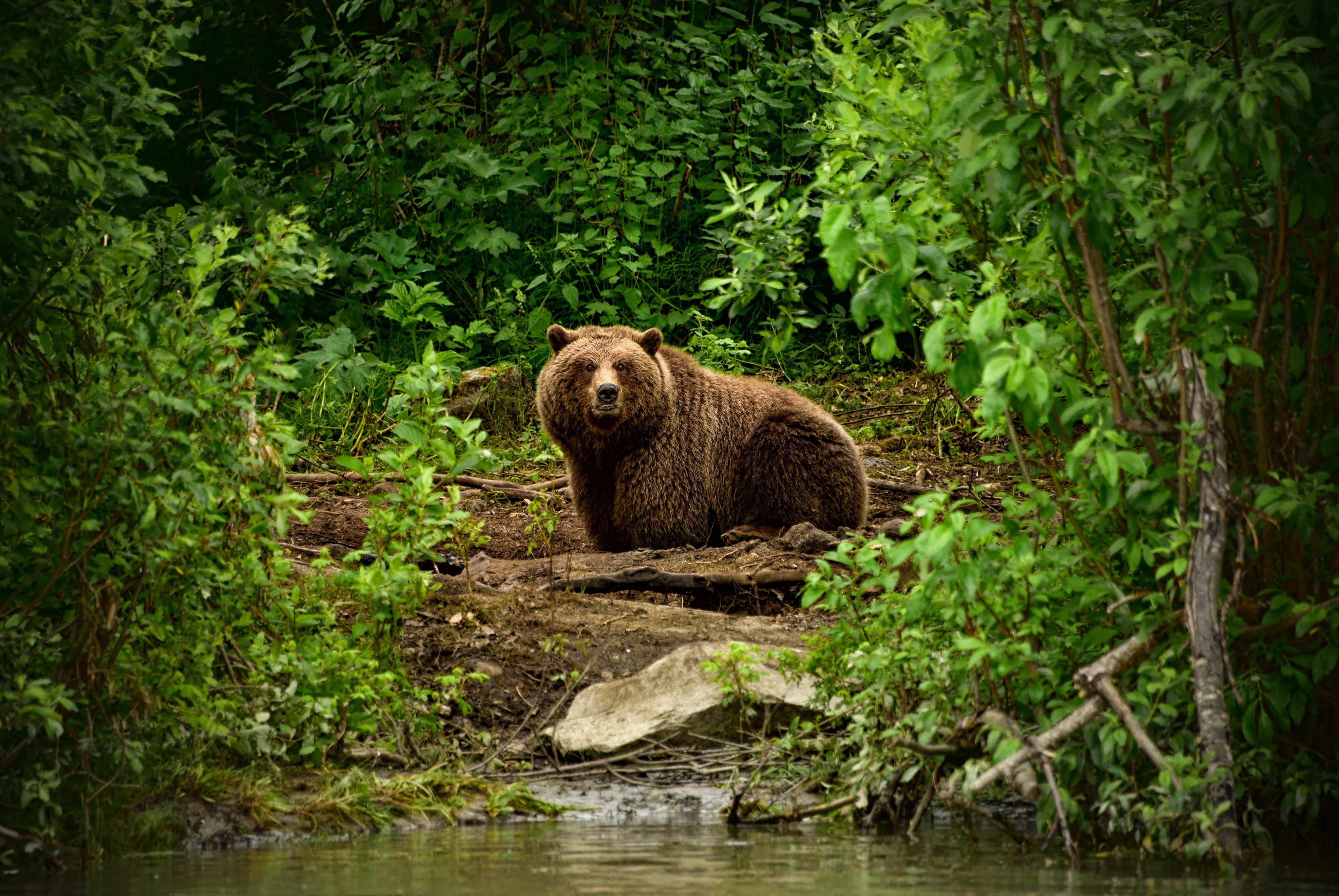 mammals, wildlife, bears, animals, green, 4K, looking at viewer, forest, HD Wallpaper
