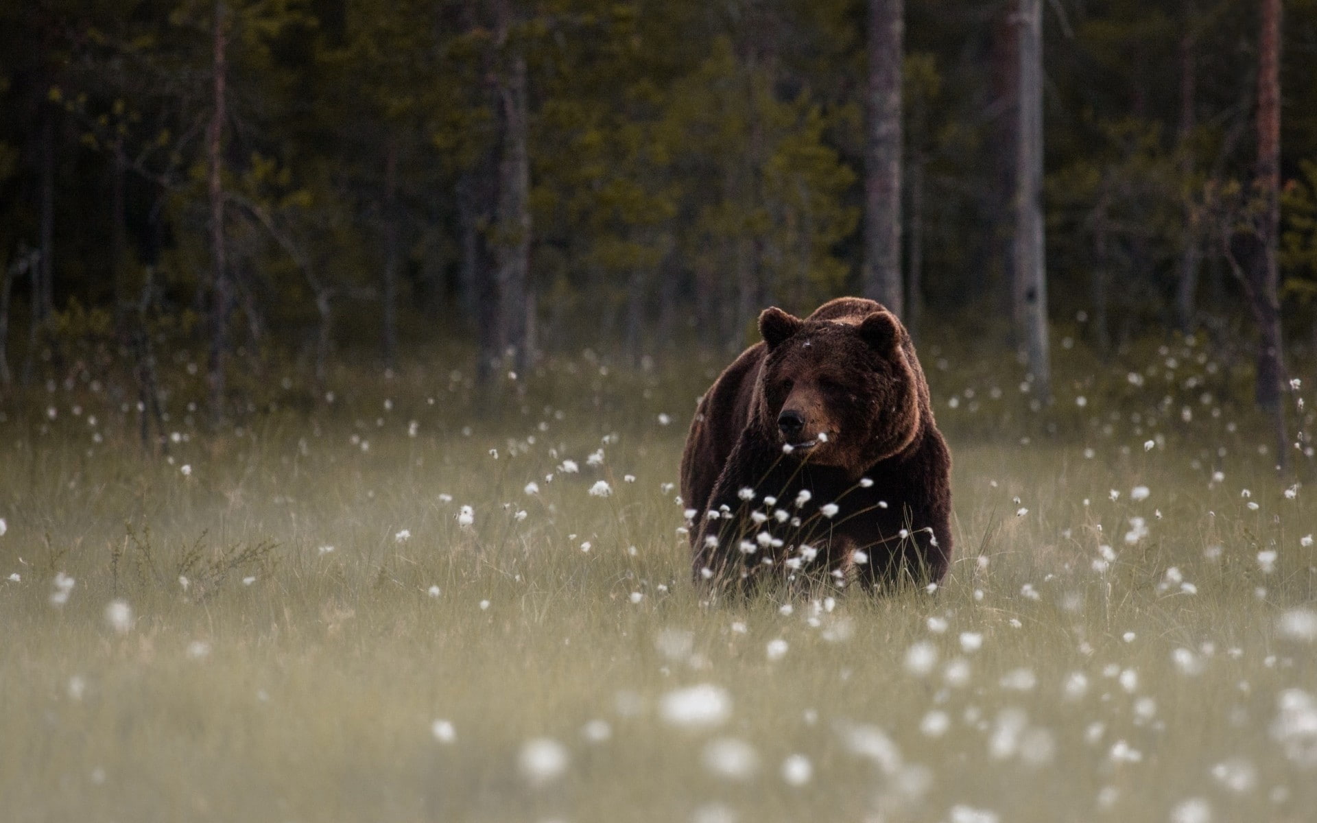 forest, domestic, vertebrate, snow, running, mammals, animal themes, tree, animal wildlife, day, canine, dog, nature, animal, mammal, no people, animals in the wild, HD Wallpaper
