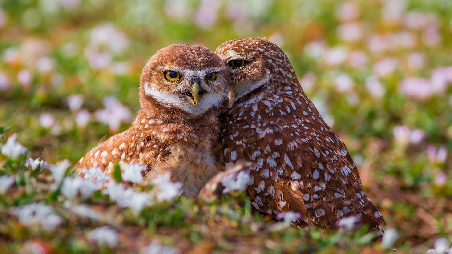 animal wildlife, brown, feather, animals in the wild, looking at camera, terrestrial animal, bird of prey, vertebrate, nature, small, outdoors, owls, grass, HD Wallpaper