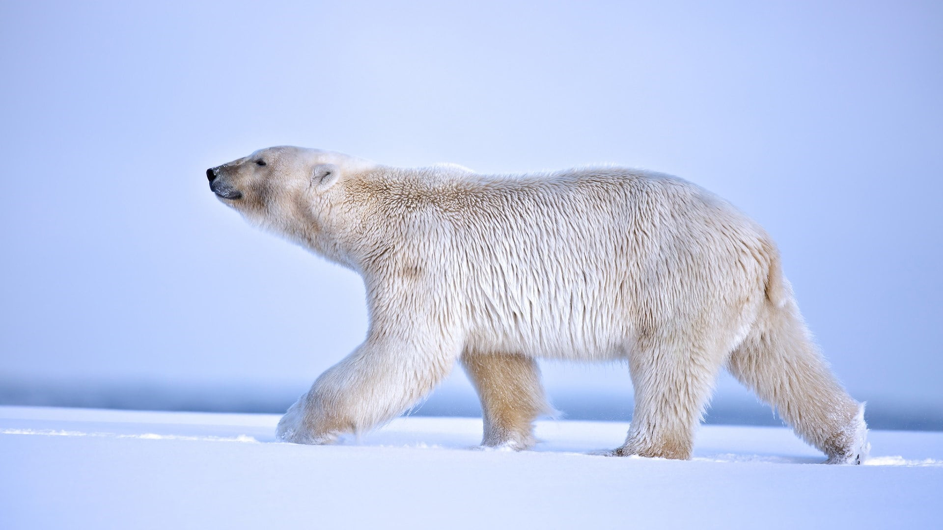 snout, profile view, arctic, animals in the wild, frozen, winter, bear, mammal, nature, white color, one animal, no people, cold temperature, ice, animal, HD Wallpaper