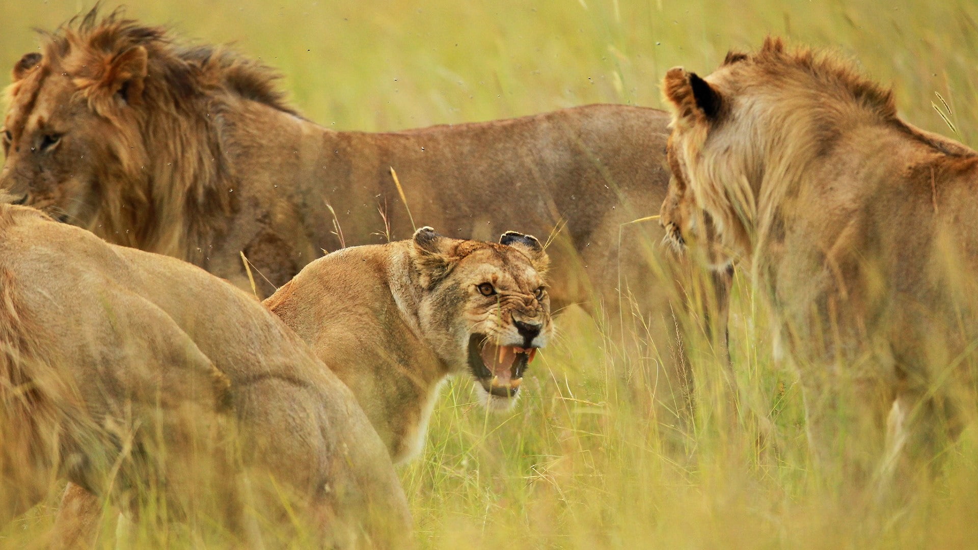 big cats, group of animals, mammal, animal family, nature, feline, vertebrate, animal, animal themes, two animals, cat, animal wildlife, savanna, plant, HD Wallpaper