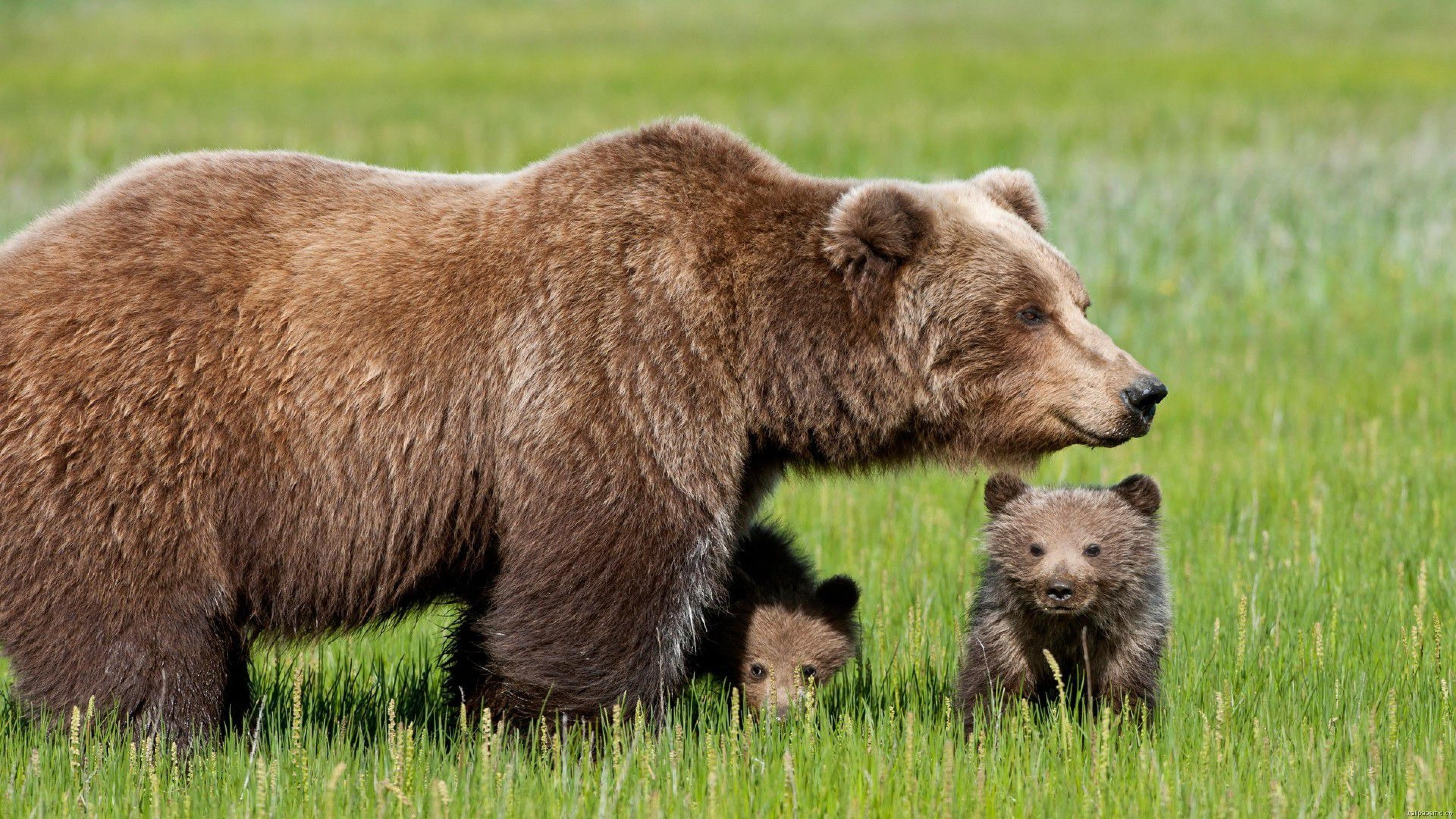 animals in the wild, day, animal family, terrestrial animal, young animal, bear, grass, animal wildlife, two animals, wilderness, outdoors, wildlife, plant, HD Wallpaper