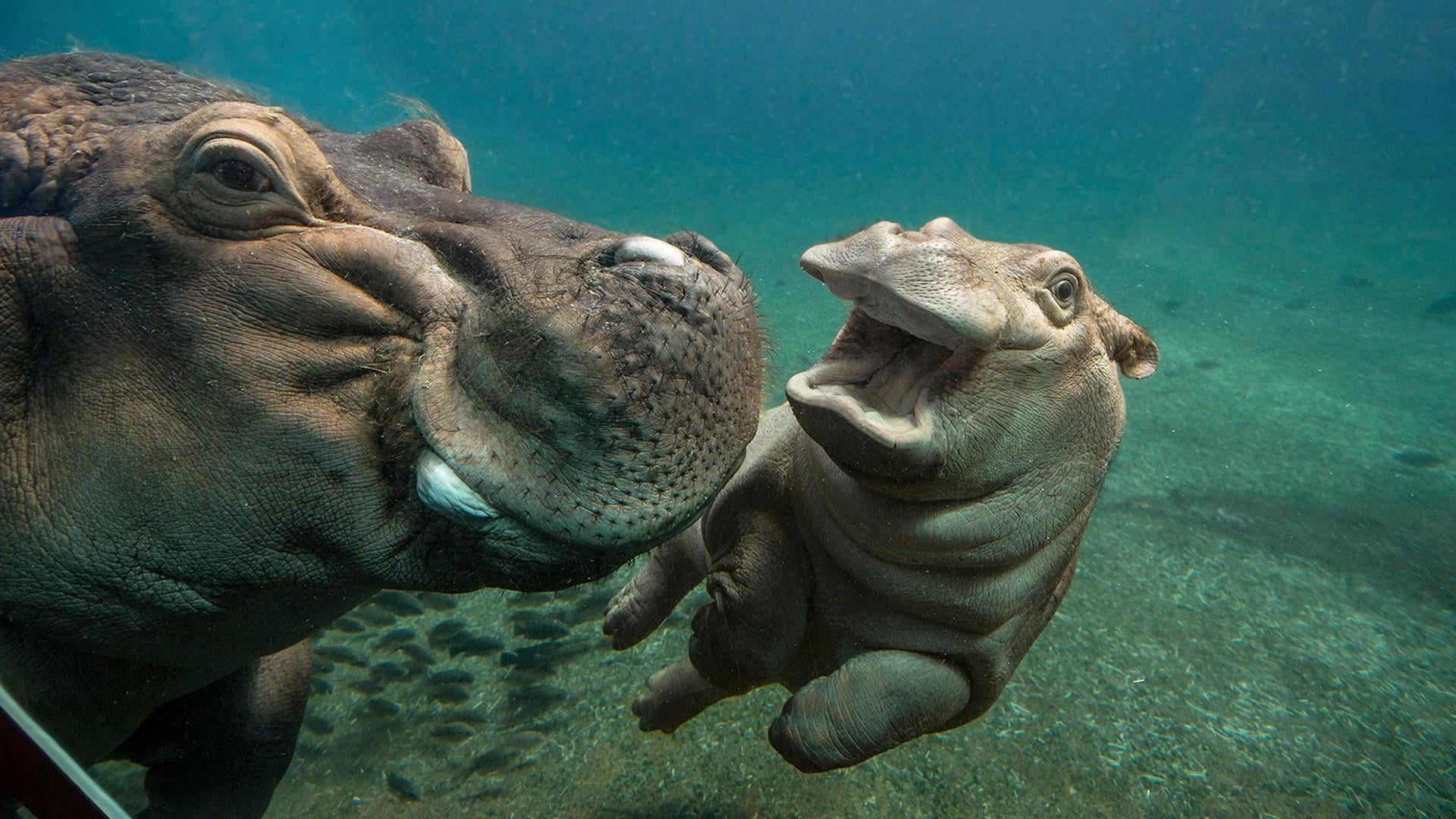 nature, terrestrial animal, no people, sea, river horse, animal wildlife, animals in the wild, underwater, marine, 1080P, swimming, seal - animal, cute, HD Wallpaper
