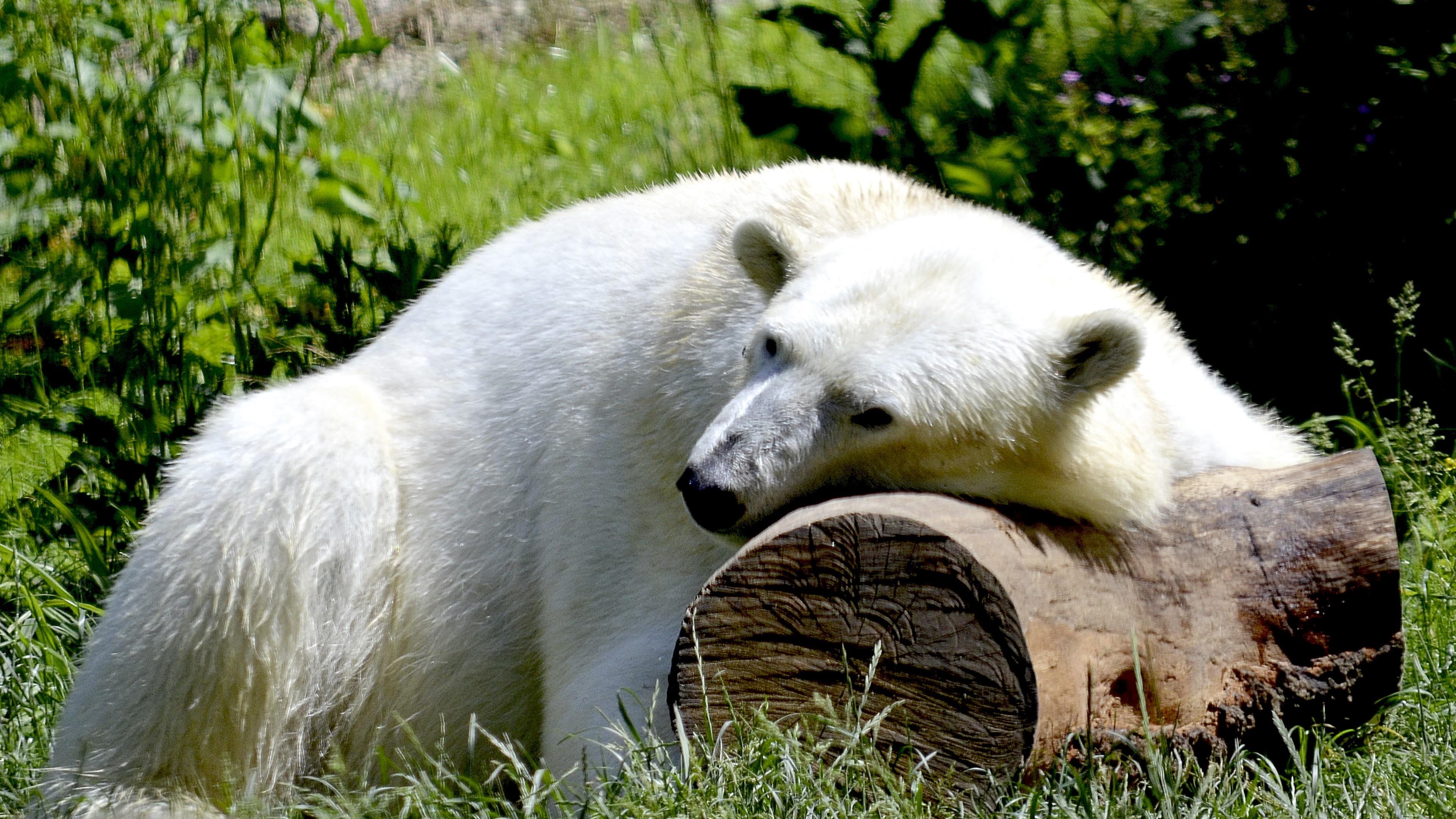 grass, wild animal, relaxation, land, terrestrial animal, mammal, white bear, animal, tree trunk, 4K, no people, outdoors, polar bear, animal themes, bear, HD Wallpaper