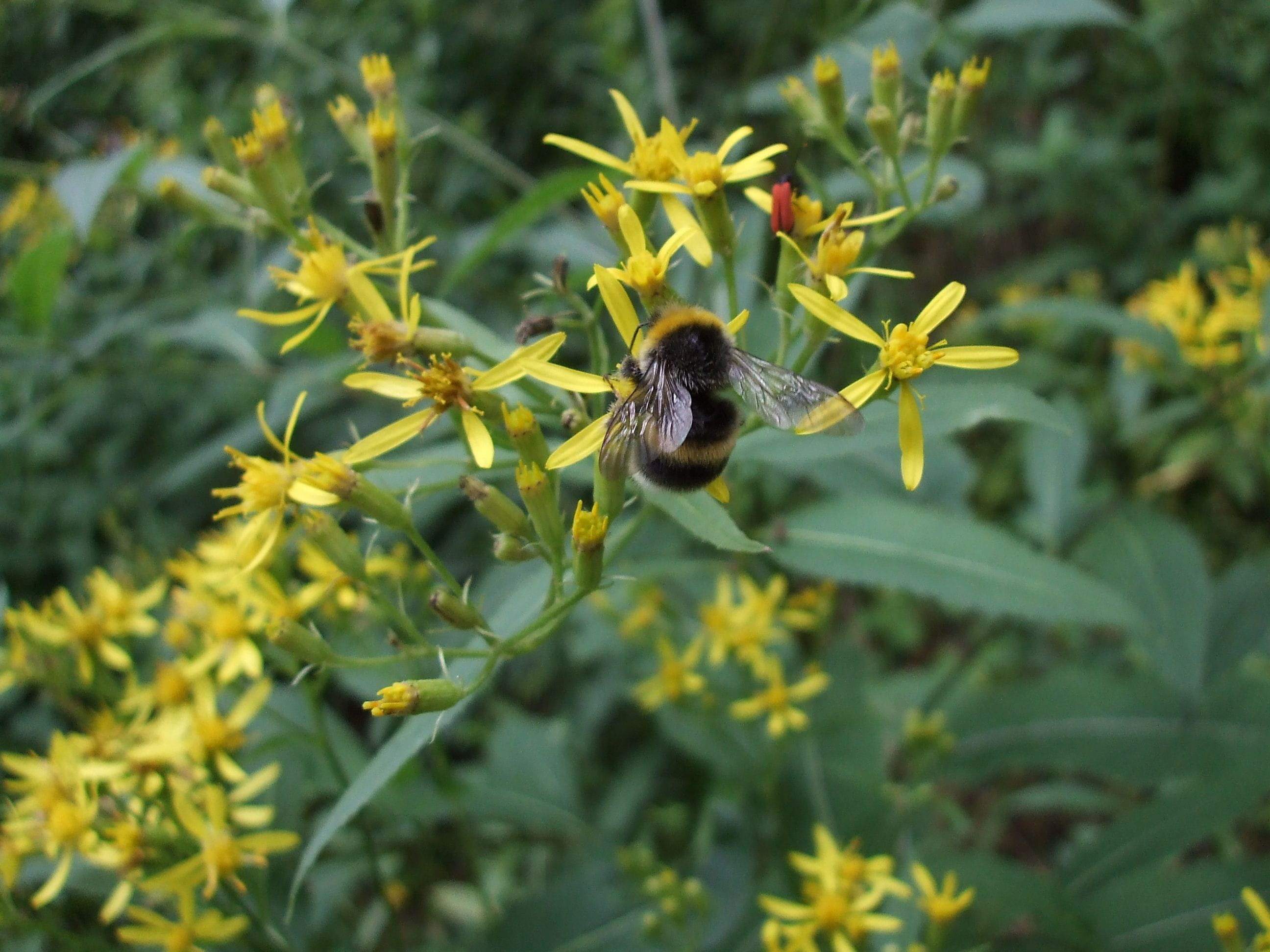 plant, animal wildlife, petal, pollination, insect, animal themes, flower head, senecio ovatus, animals in the wild, freshness, hymenoptera, animal, bee, HD Wallpaper