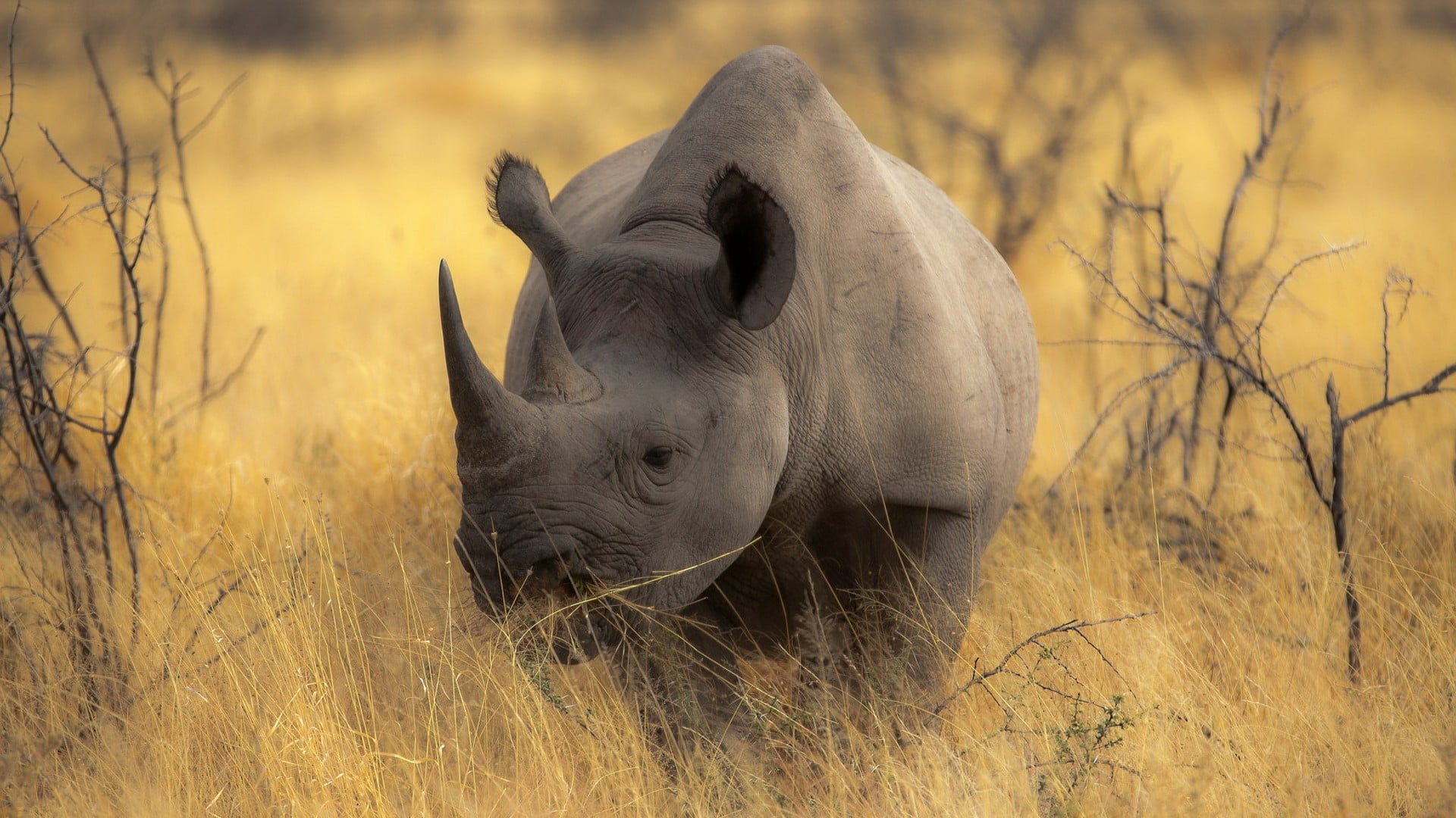 surface level, one animal, animal themes, no people, shrub, plant, grassland, animals in the wild, wilderness, africa, terrestrial animal, endangered species, HD Wallpaper