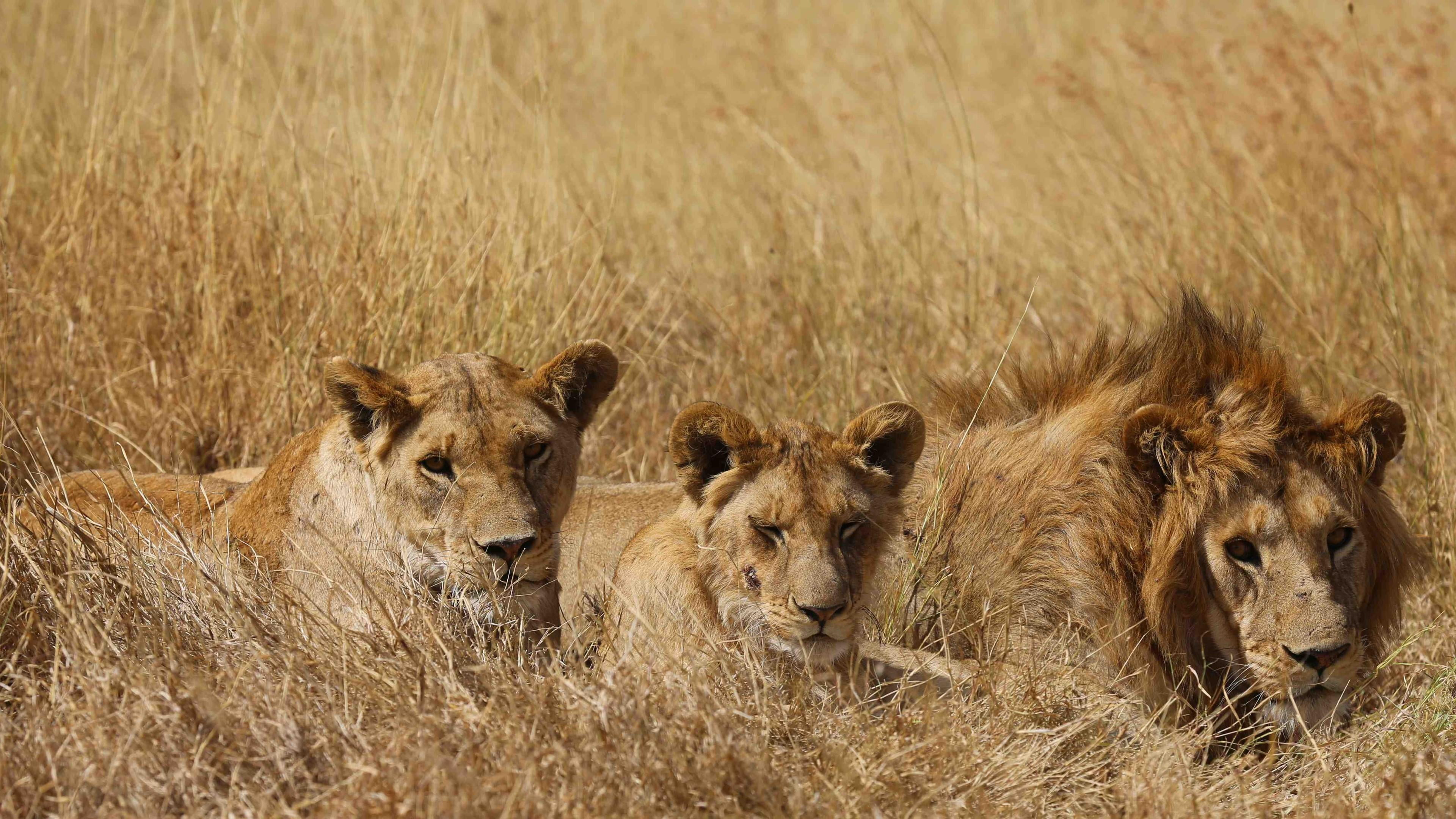 lion, cat, lions, outdoors, littermates, grassland, grass, big cats, animal themes, tanzania, serengeti, animal wildlife, group of animals, animal family, HD Wallpaper