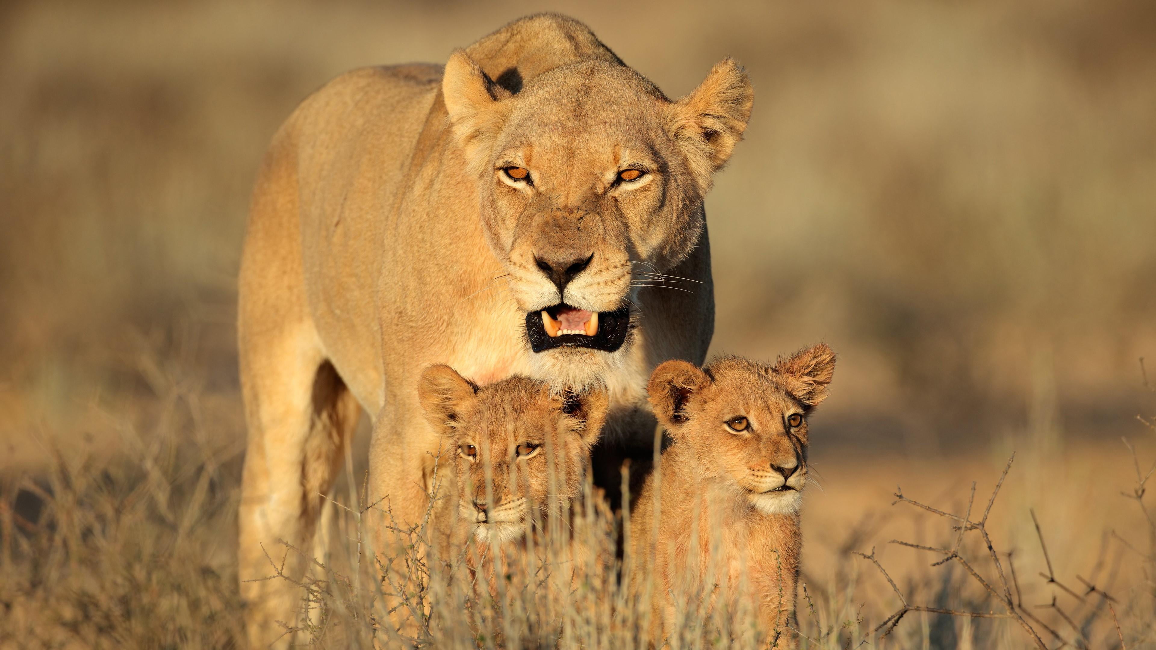 cubs, grassland, animals in the wild, two animals, feline, savanna, africa, lioness, animal wildlife, family, big cats, baby, outdoors, terrestrial animal, HD Wallpaper