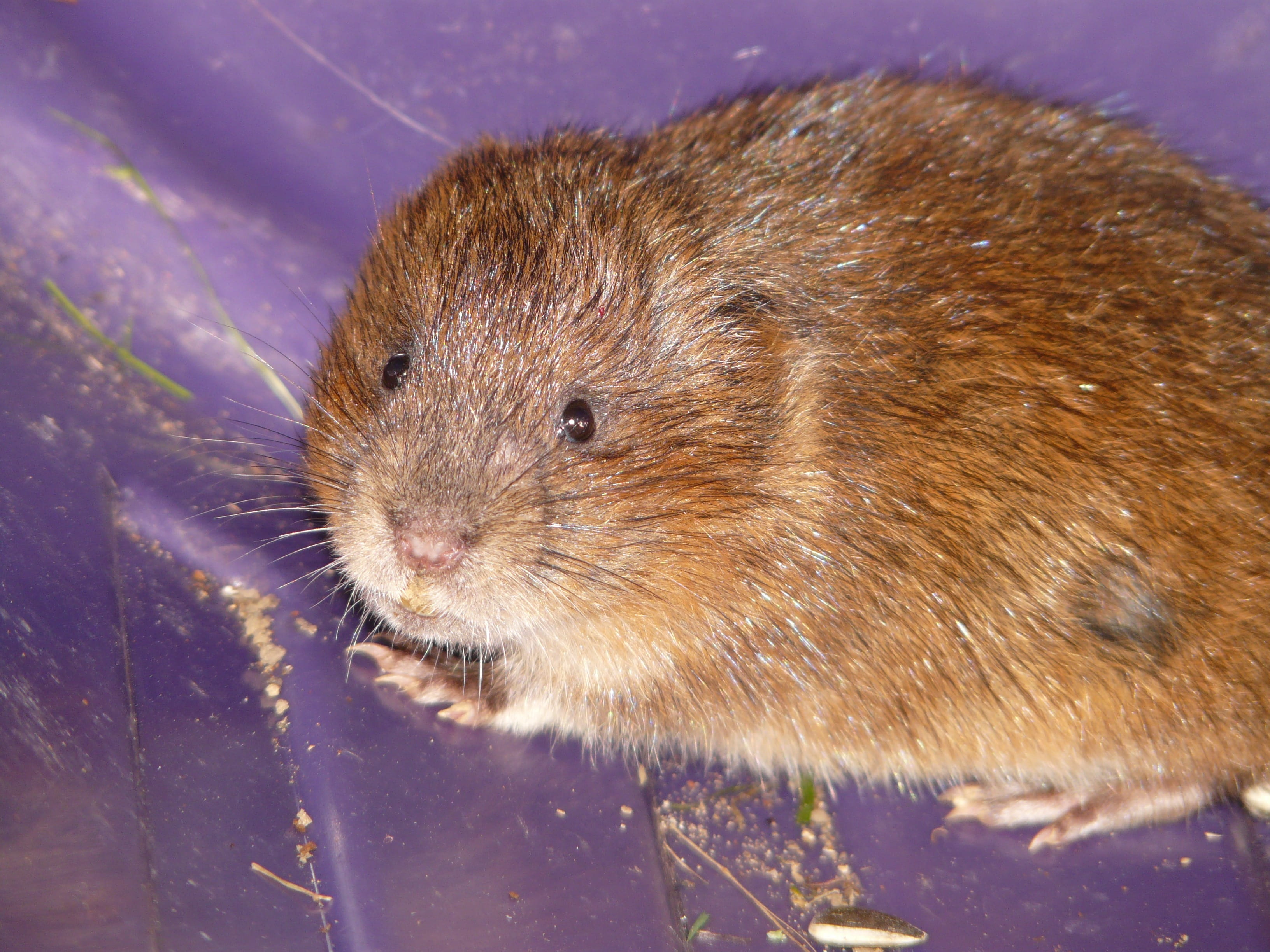 whisker, nature, underwater, arvicola amphibius, close, fur, animal, family, east water vole, one animal, Cute, animal themes, portrait, Face, animal body part, HD Wallpaper