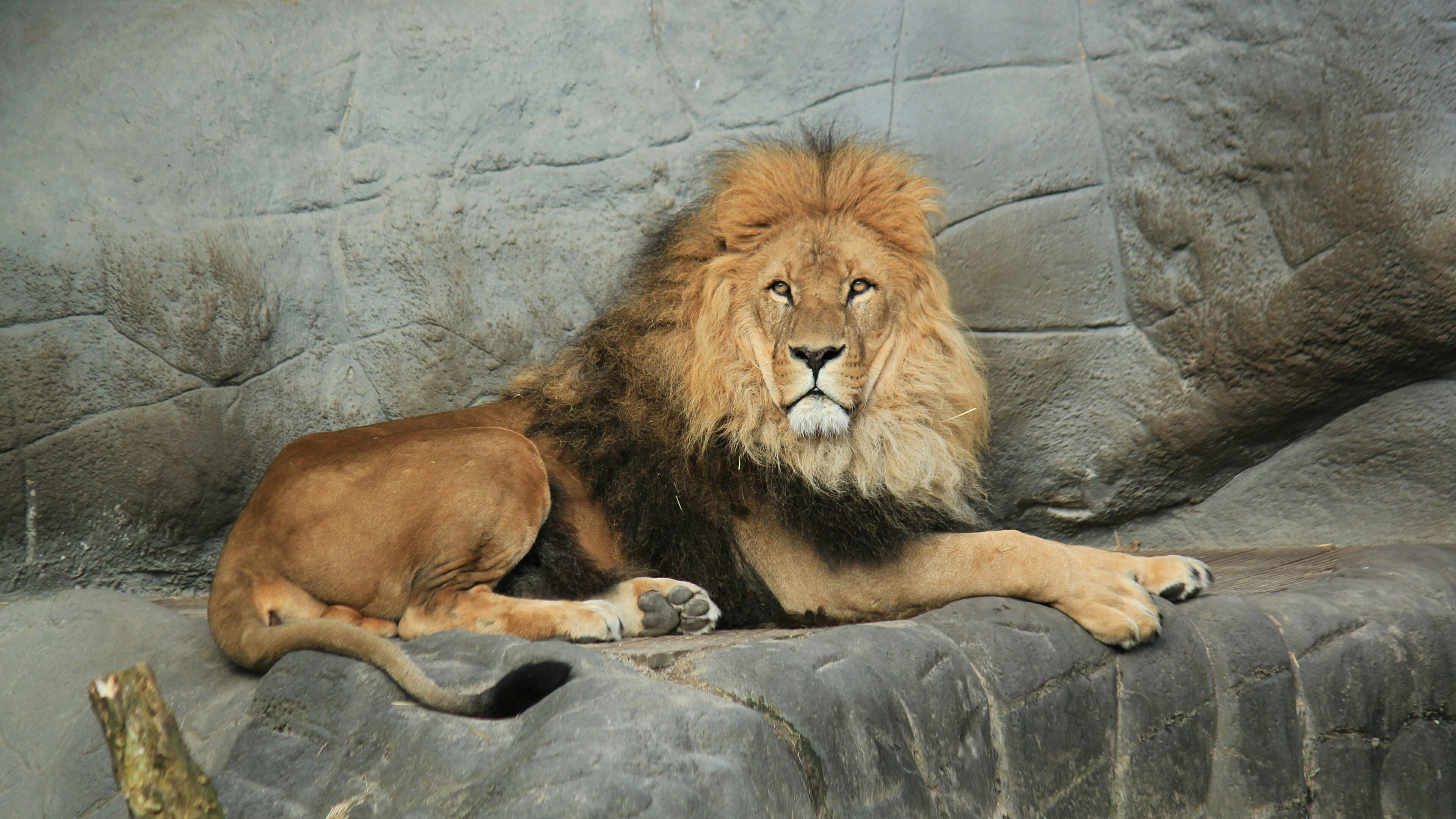 lying down, carnivora, animals in the wild, mammal, fur, 4K, wildlife, rock, solid, undomesticated cat, big cat, fauna, no people, rock - object, relaxation, HD Wallpaper