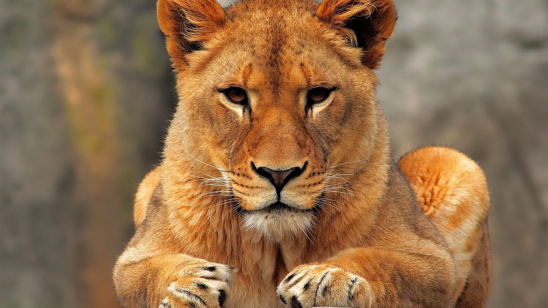 whisker, animal themes, one animal, day, focus on foreground, wildlife, looking at camera, fur, lioness, safari, animal head, animal, animal wildlife, carnivora, HD Wallpaper