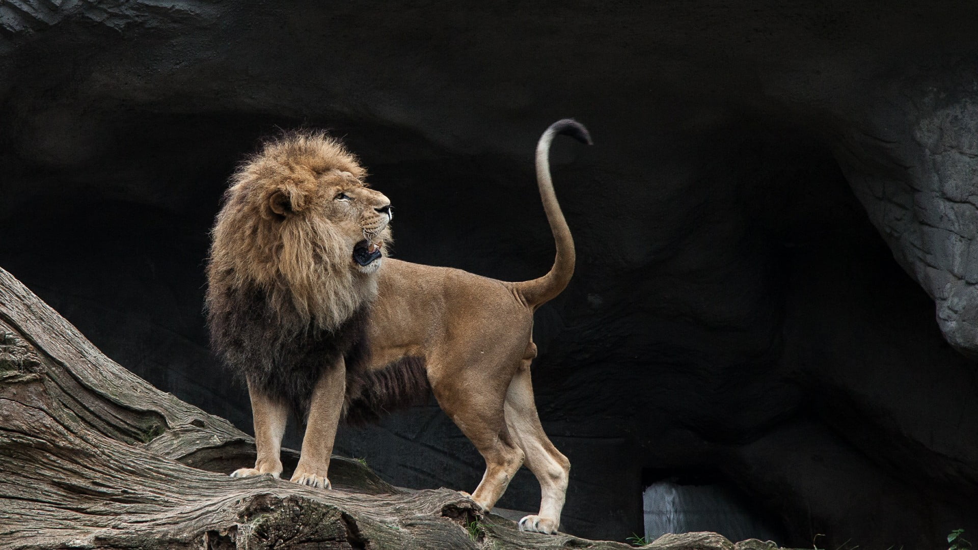 feline, no people, full length, lion - feline, lion, wildlife, black background, aggression, tree, nature, animals in the wild, big cat, one animal, animal wildlife, HD Wallpaper