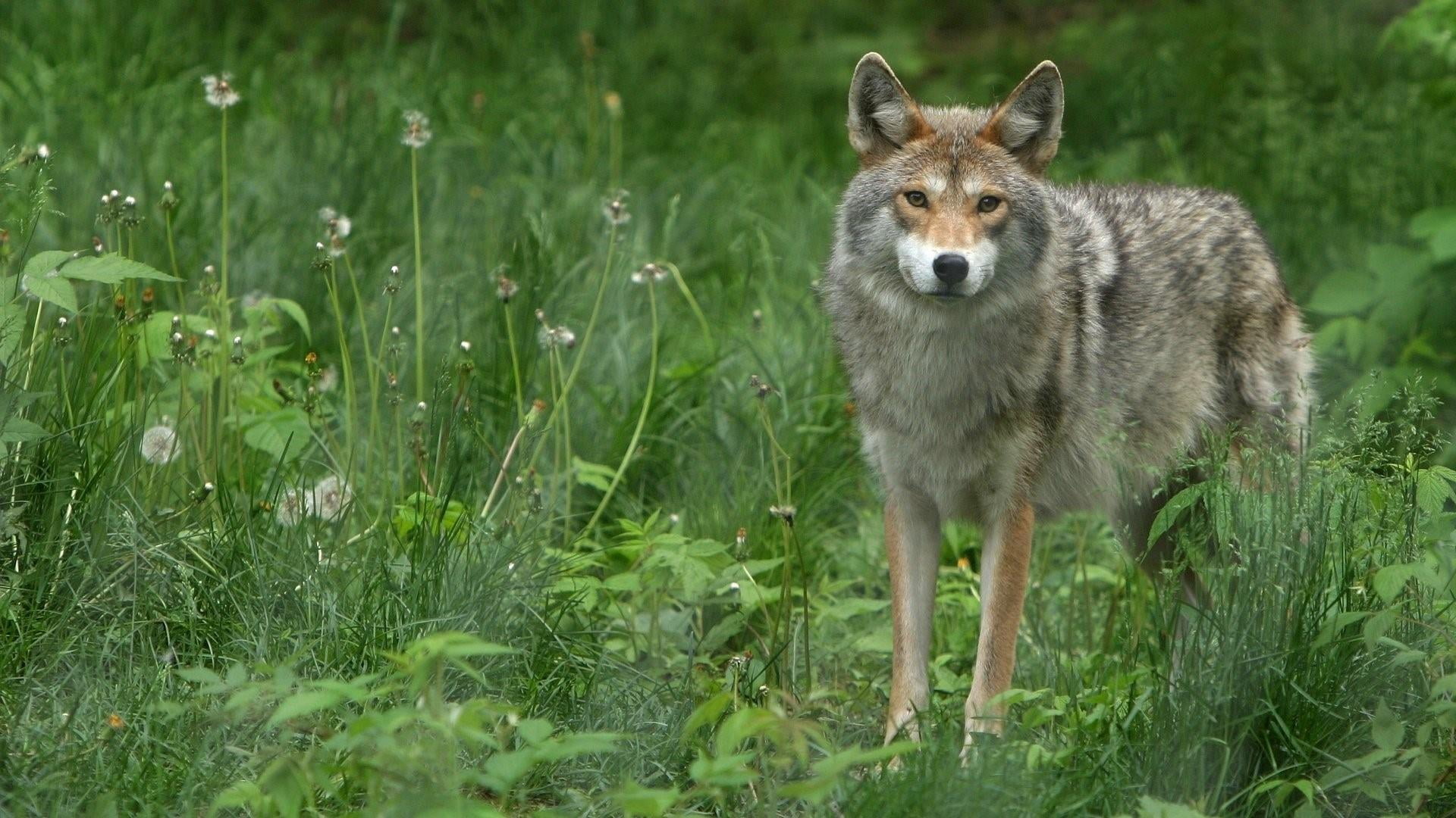 portrait, 1080P, one animal, field, nature, meadow, day, no people, land, animal wildlife, wolf, grassland, green color, outdoors, vertebrate, terrestrial animal, HD Wallpaper