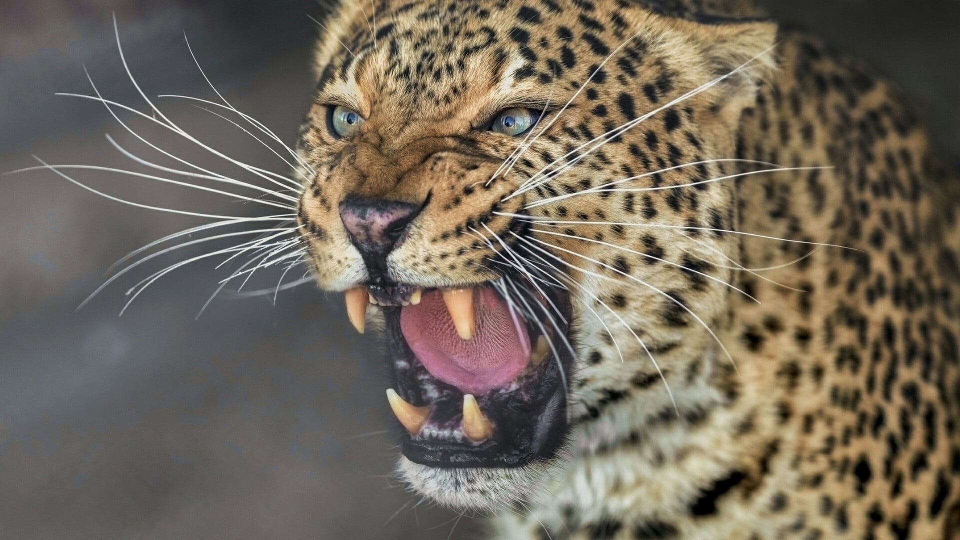 animal body part, close-up, leopard, mammal, mouth open, wildlife, no people, animal mouth, 1080P, animal head, terrestrial animal, roar, whisker, vertebrate, HD Wallpaper