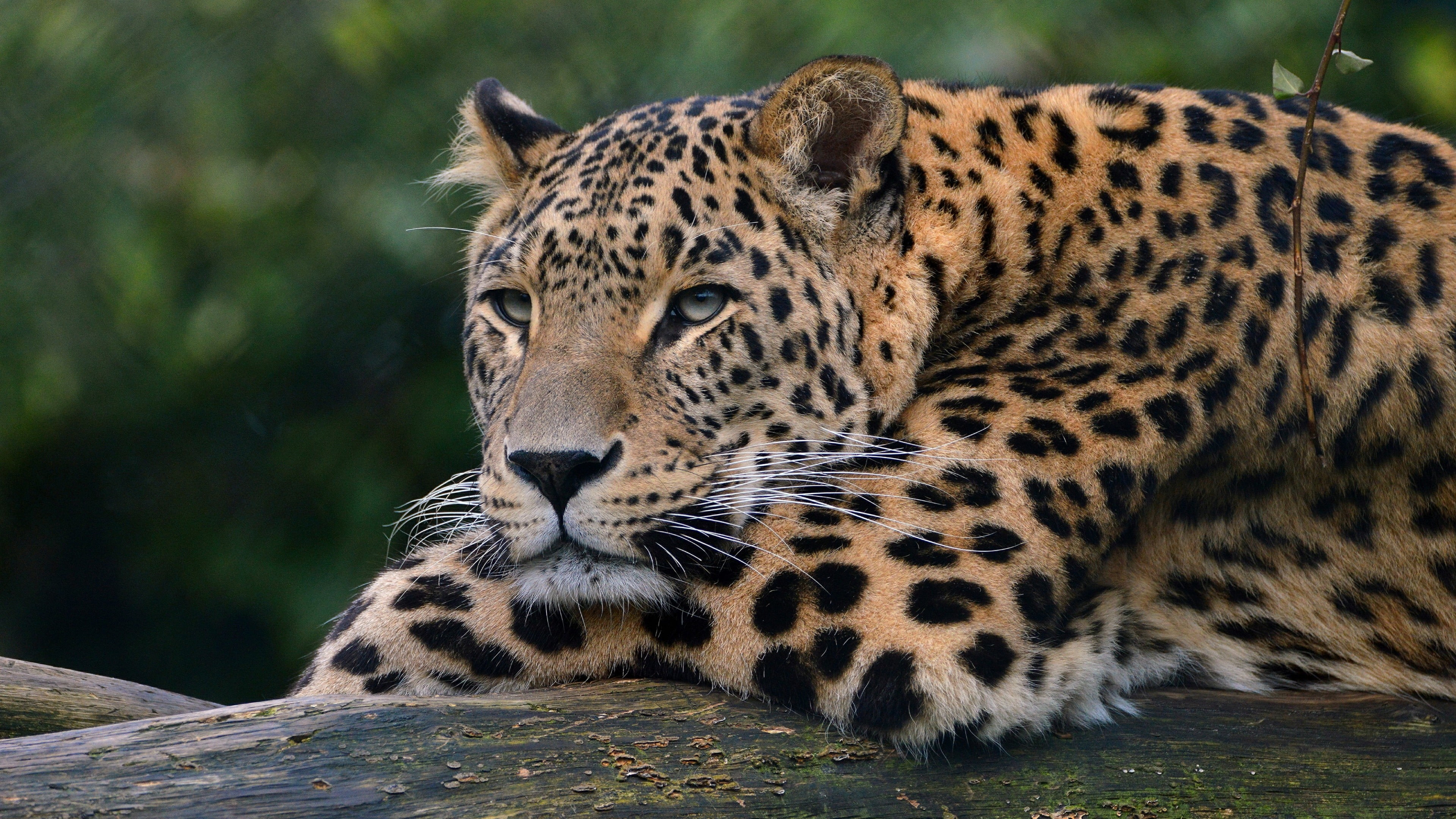 big cat, carnivora, animals in the wild, no people, mammal, animal head, day, leopard, focus on foreground, 4K, wilderness, nature, wild cat, whiskers, HD Wallpaper