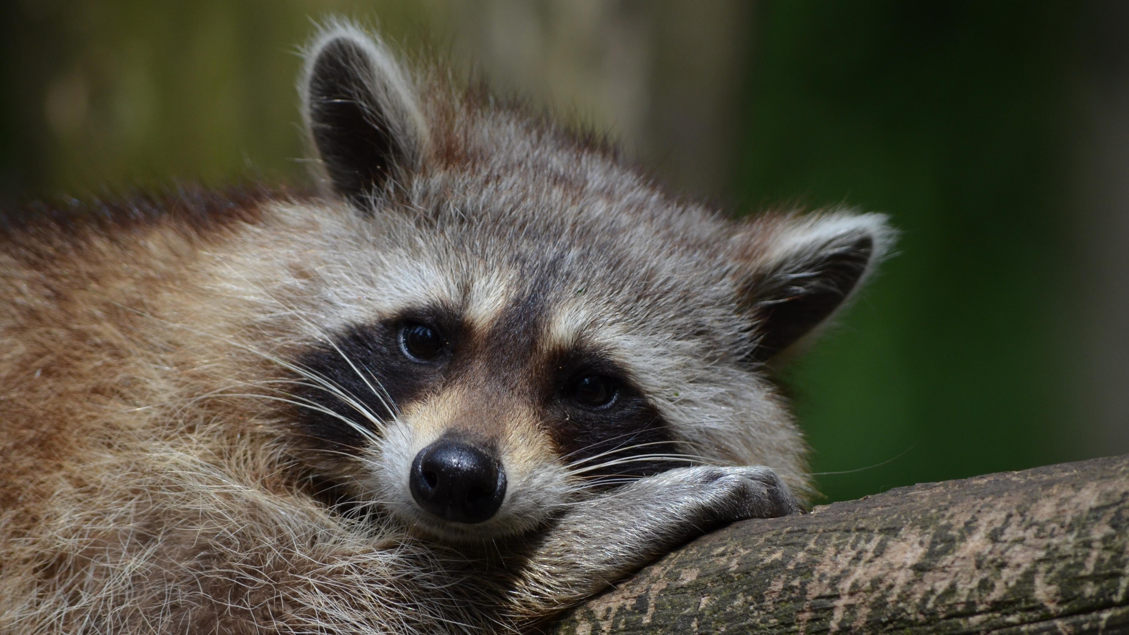 cute, animal head, vertebrate, close-up, tree, wood - material, focus on foreground, viverridae, plant, mammal, nature, terrestrial animal, looking, snout, HD Wallpaper