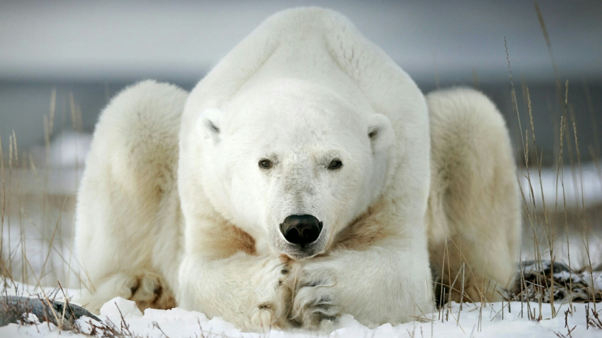 photography, portrait, looking at camera, polar bear, arctic, one animal, snow, 1080P, white color, cold temperature, animals in the wild, animal, no people, HD Wallpaper