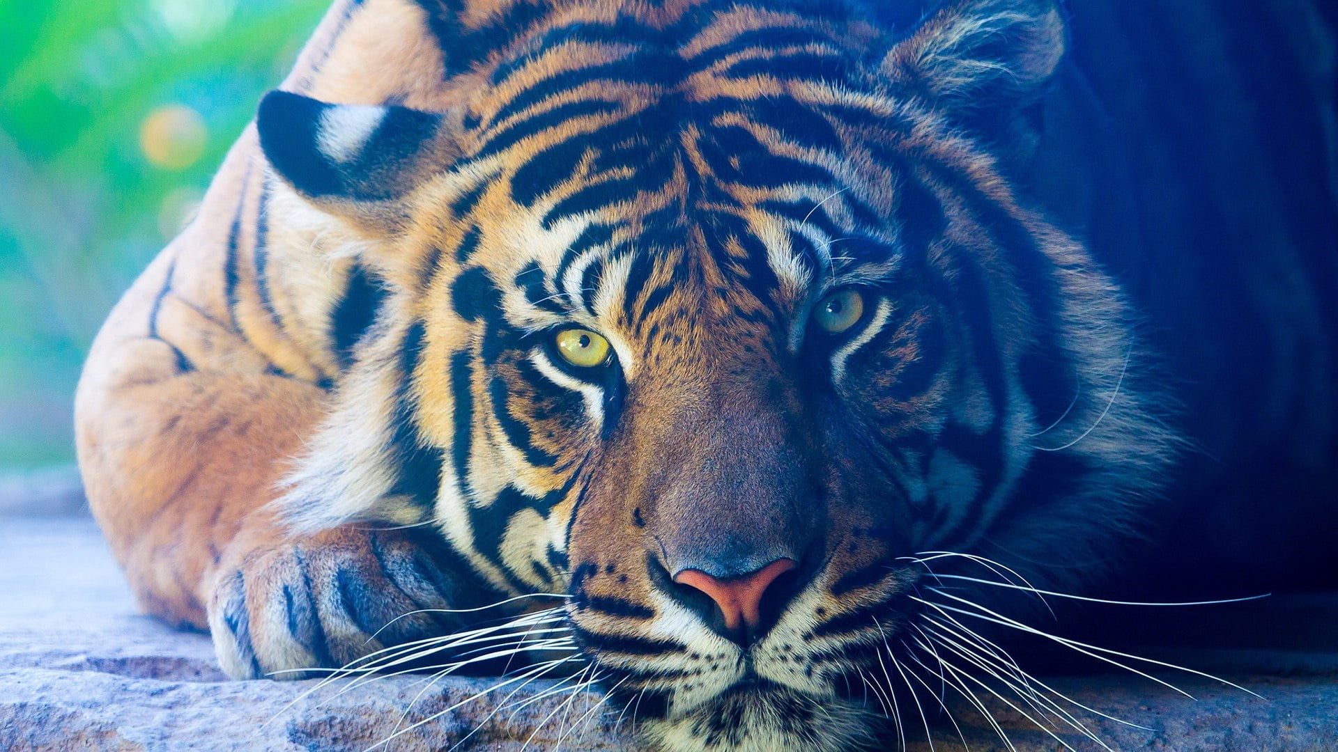 wildlife, animal themes, whisker, zoo, big cats, terrestrial animal, animal head, animal body part, striped, nature, snout, close-up, undomesticated cat, HD Wallpaper