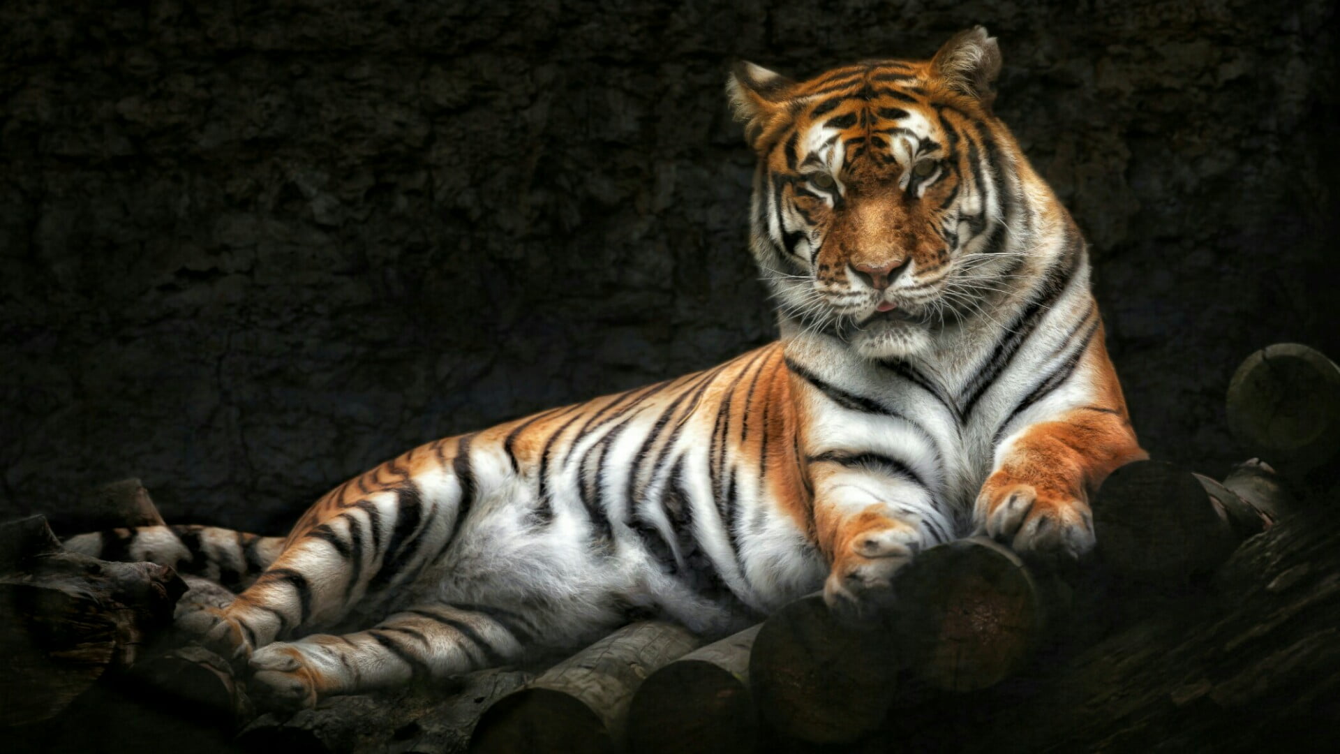 animals in the wild, striped, big cat, whisker, vertebrate, endangered species, animal wildlife, tiger, feline, black background, animals in captivity, HD Wallpaper