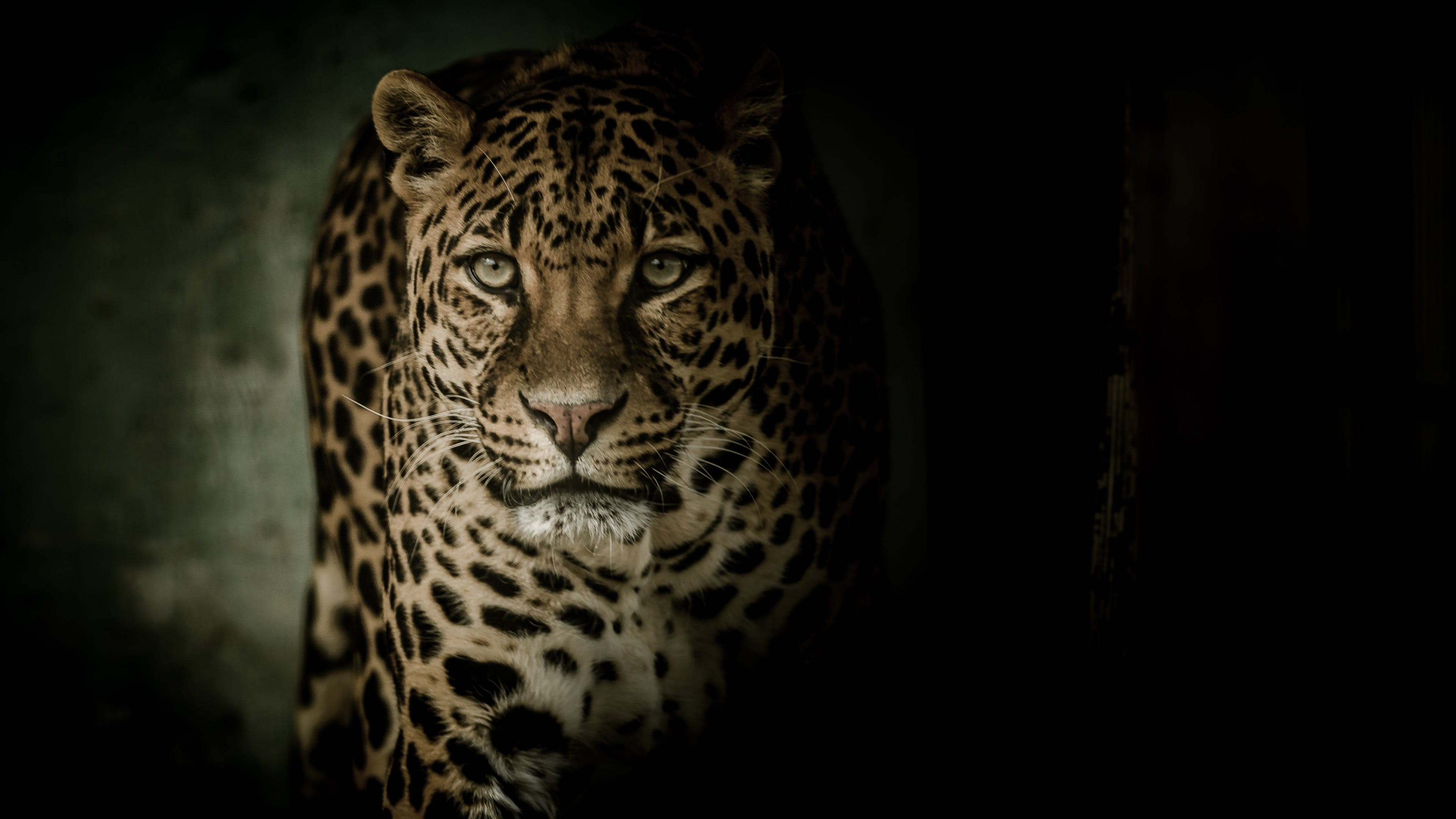 animal markings, whiskers, animal themes, no people, looking at camera, animal body part, dark, cat, whisker, darkness, portrait, one animal, black background, HD Wallpaper