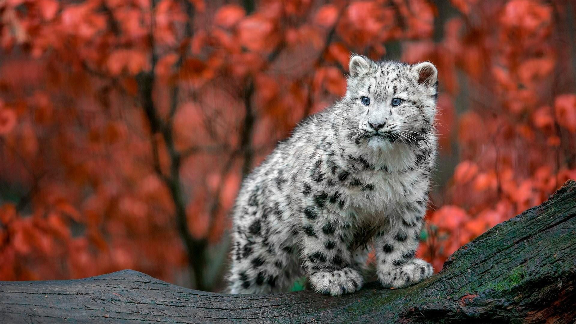 animal wildlife, big cat, pets, vertebrate, no people, carnivora, tree, 1080P, feline, animal themes, cub, animal, fauna, day, looking at camera, nature, HD Wallpaper