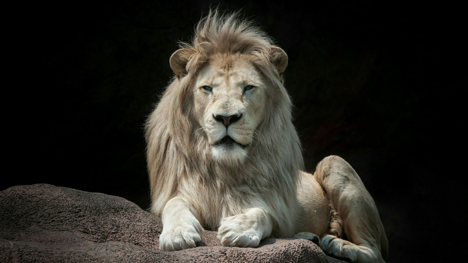 big cat, 1080P, fauna, wildlife, lion, sitting, lion - feline, front view, terrestrial animal, animals in the wild, hair, black background, whiskers, one animal, HD Wallpaper