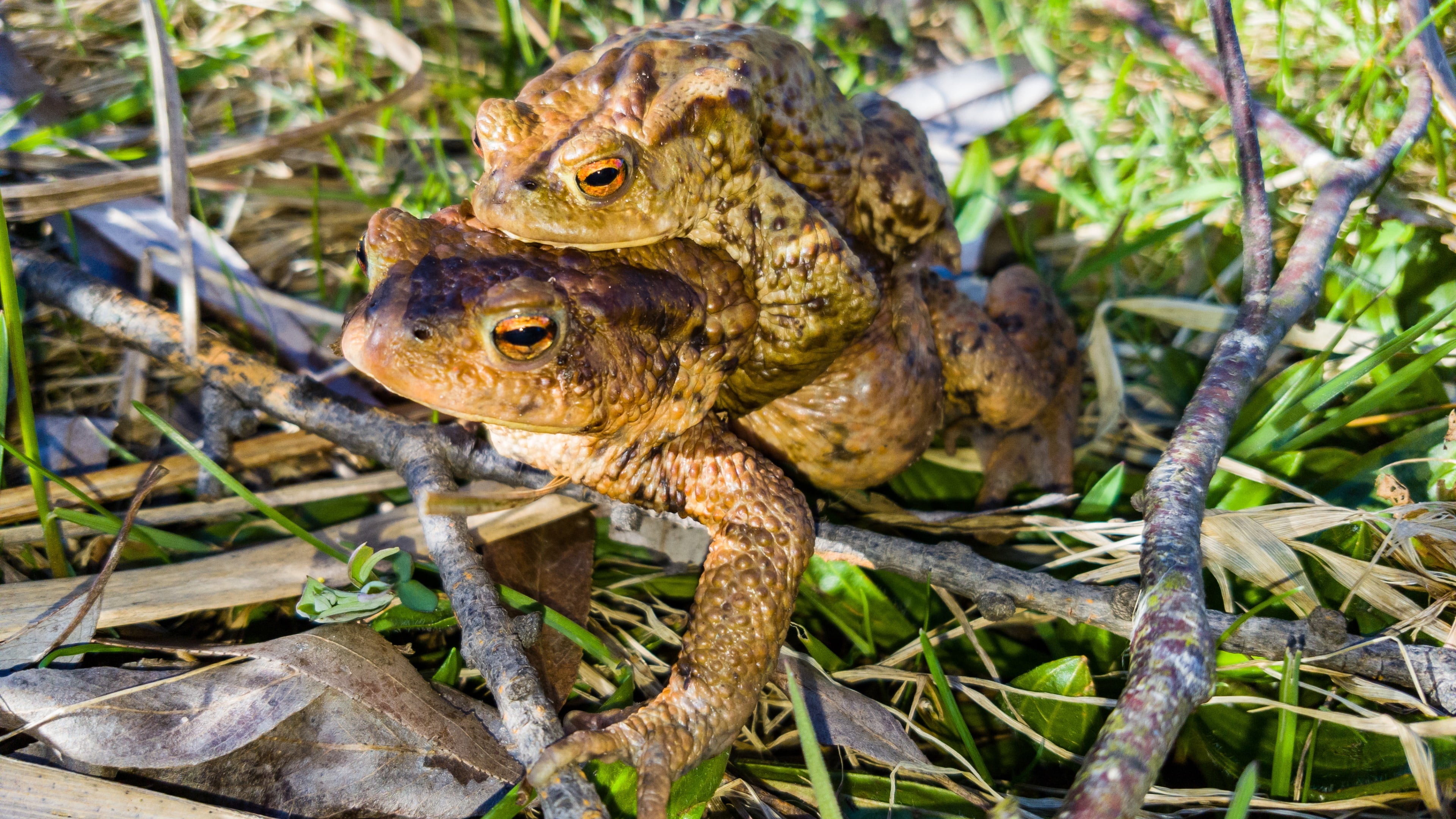 amphibian, day, animal, terrestrial animal, field, focus on foreground, plant, animals in the wild, vertebrate, outdoors, plant part, no people, frog, one animal, HD Wallpaper