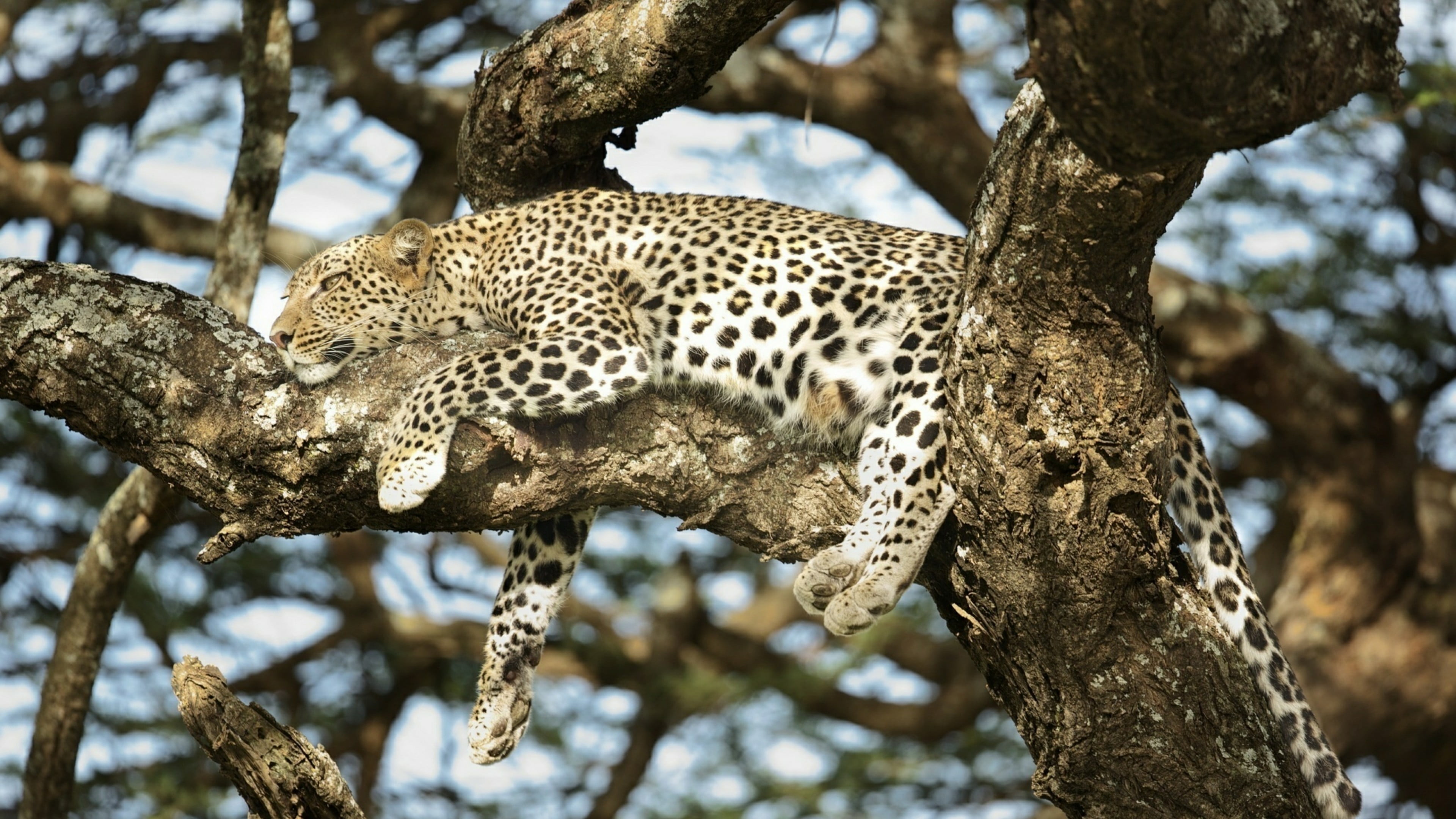 low angle view, mammal, wildlife, whisker, tree trunk, plant, trunk, nature, lying, no people, feline, animal, focus on foreground, spotted, animals in the wild, HD Wallpaper