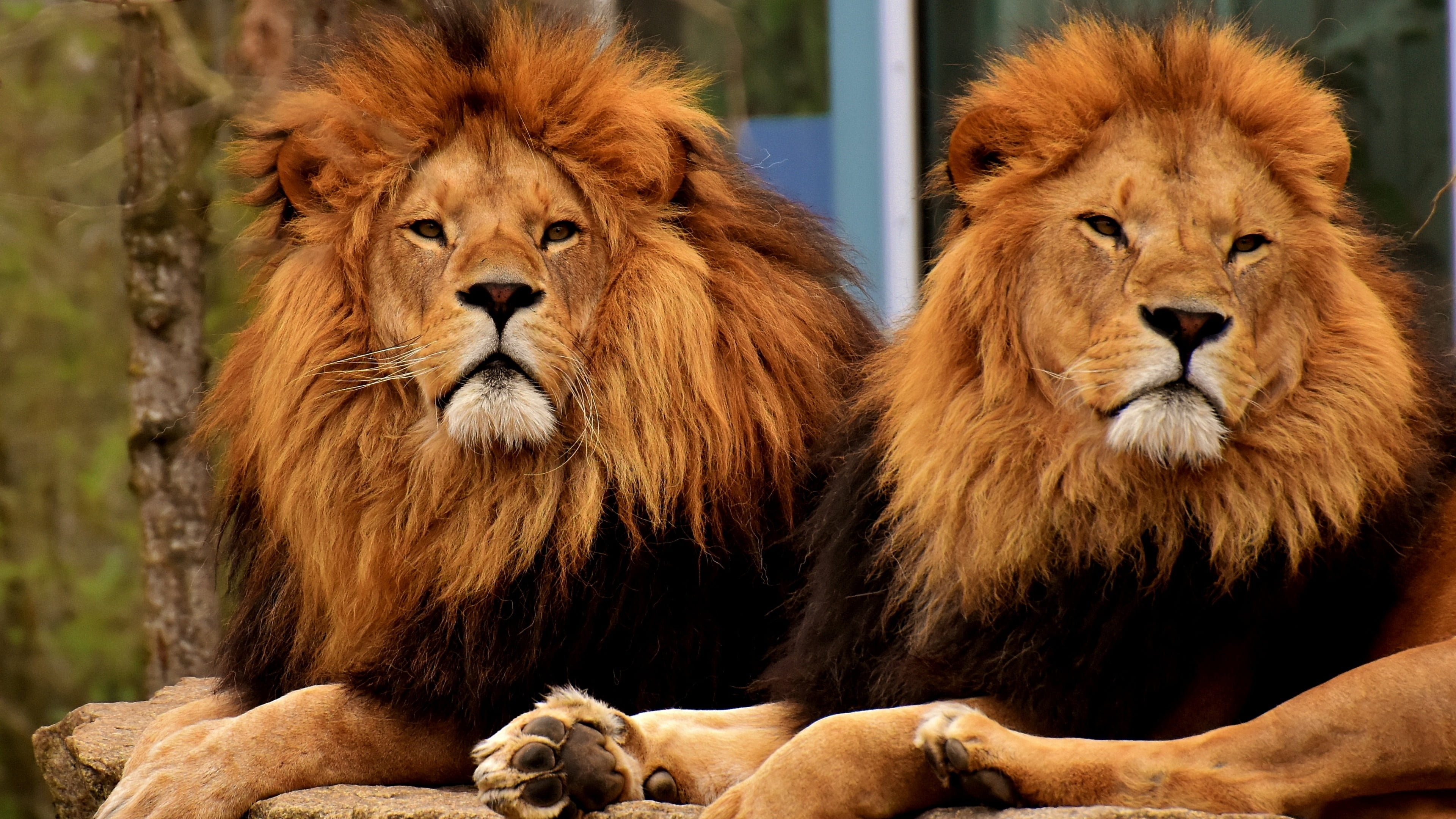 animals in the wild, wildlife, no people, mammal, animals in captivity, animal family, cat, wild, 4K, animal themes, group of animals, predator, lion, HD Wallpaper
