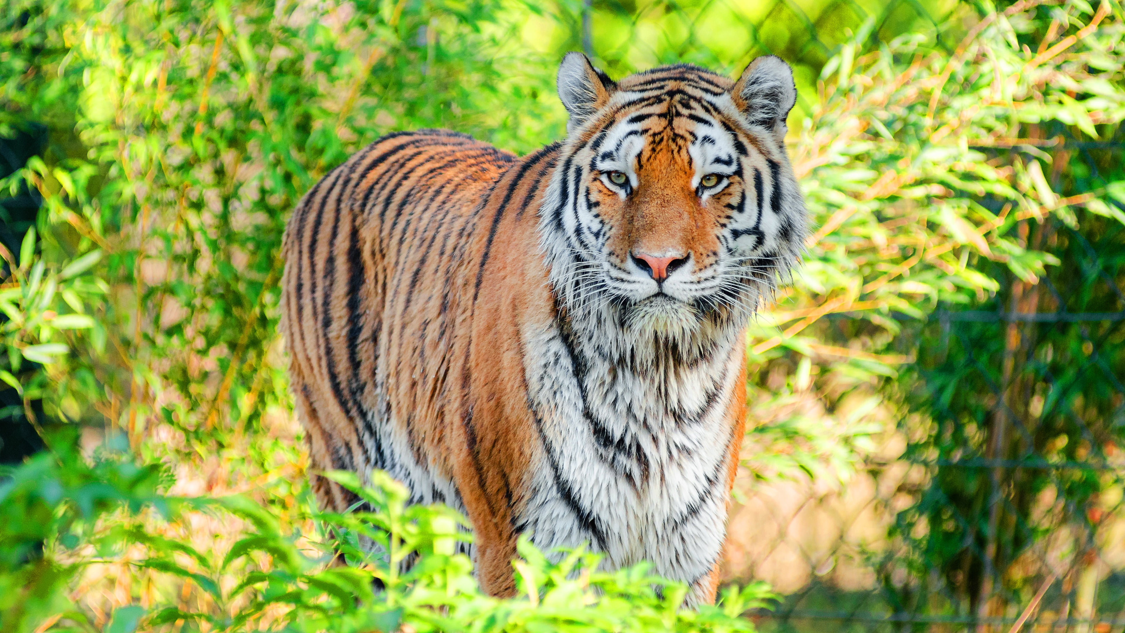 nature, wilderness, portrait, animal, 4K, tiger, animals in the wild, animal wildlife, vertebrate, feline, mammal, cat, focus on foreground, wildlife, HD Wallpaper