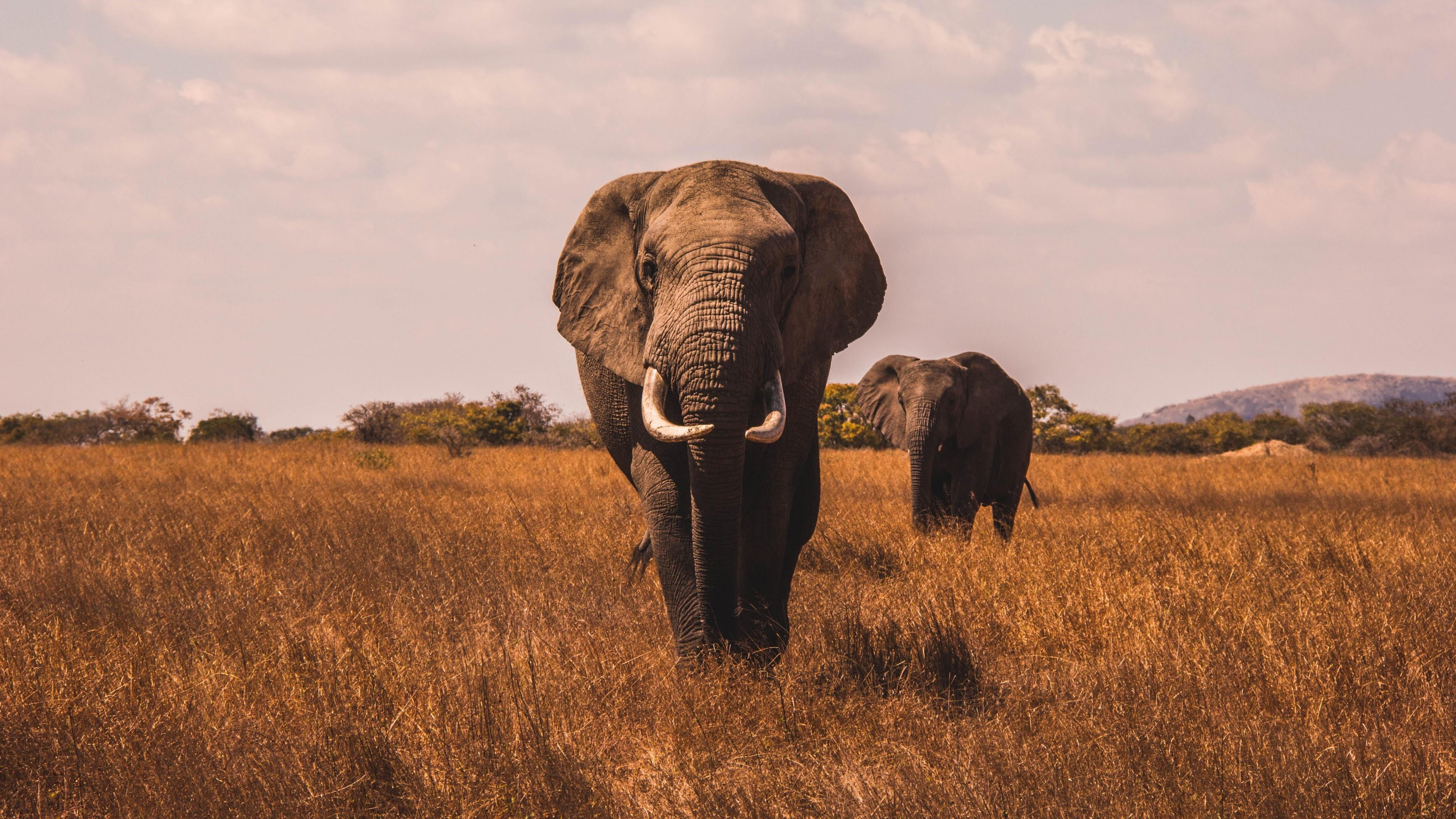 savanna, animal wildlife, outdoors, no people, animal, field, landscape, terrestrial animal, elephants, cloud - sky, day, environment, wildlife, vertebrate, HD Wallpaper