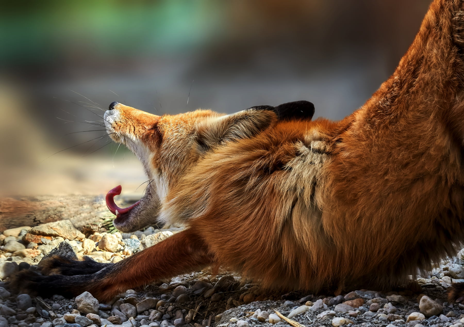 pets, mouth open, focus on foreground, one animal, fox, rock, relaxation, yawning, no people, outdoors, brown, domestic cat, nature, domestic animals, vertebrate, HD Wallpaper