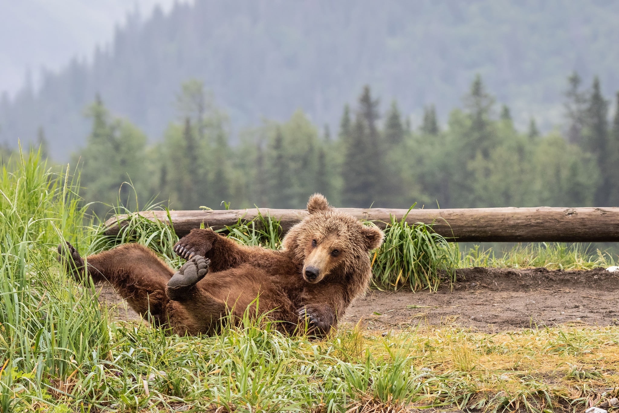 bears, field, outdoors, bear, vertebrate, grizzly bear, grass, forest, plant, animal themes, tree, beauty in nature, land, animals in the wild, animals, HD Wallpaper