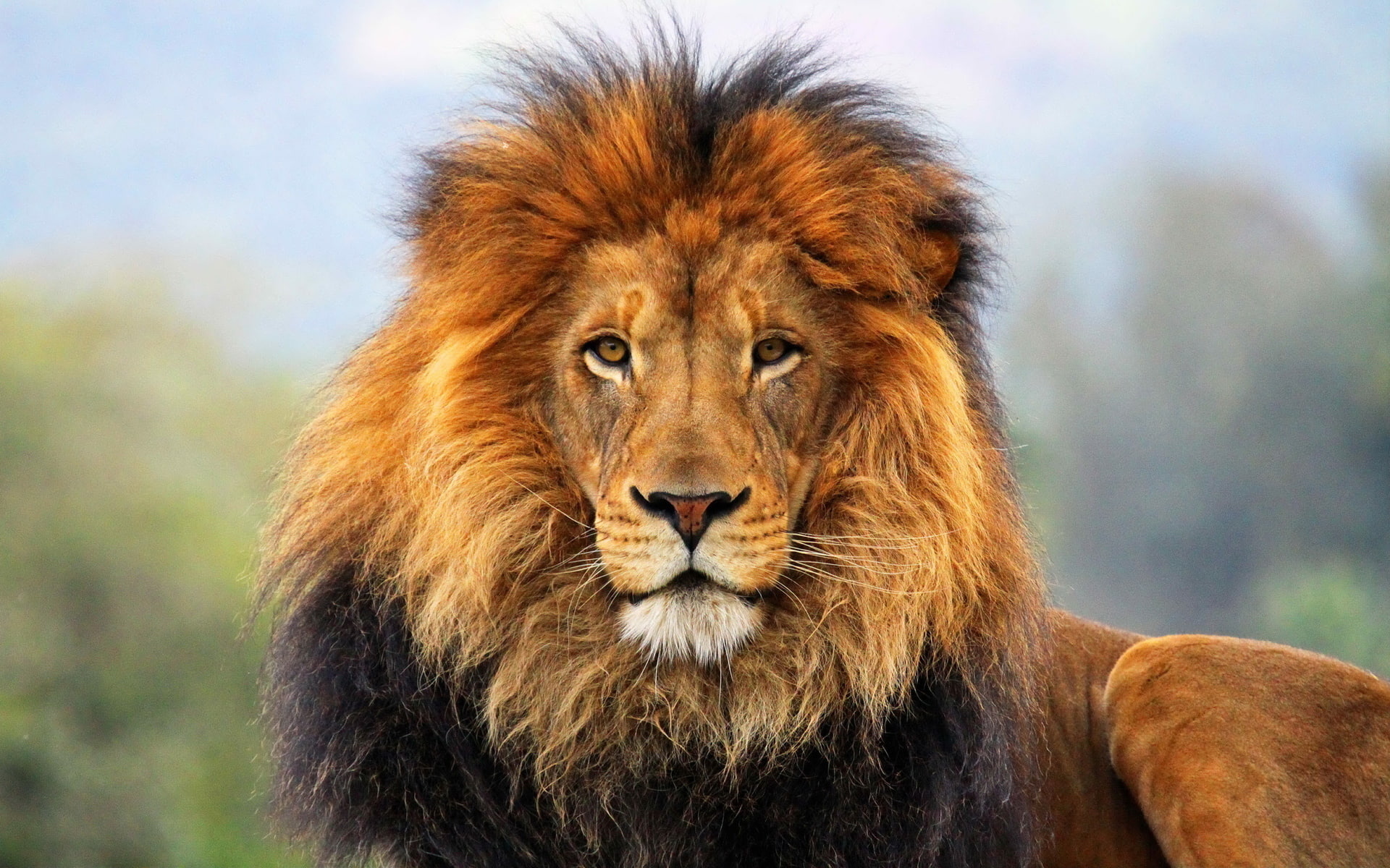 face, wildlife, cats, fur, 1080P, mane, predator, eyes, animals, lion, HD Wallpaper