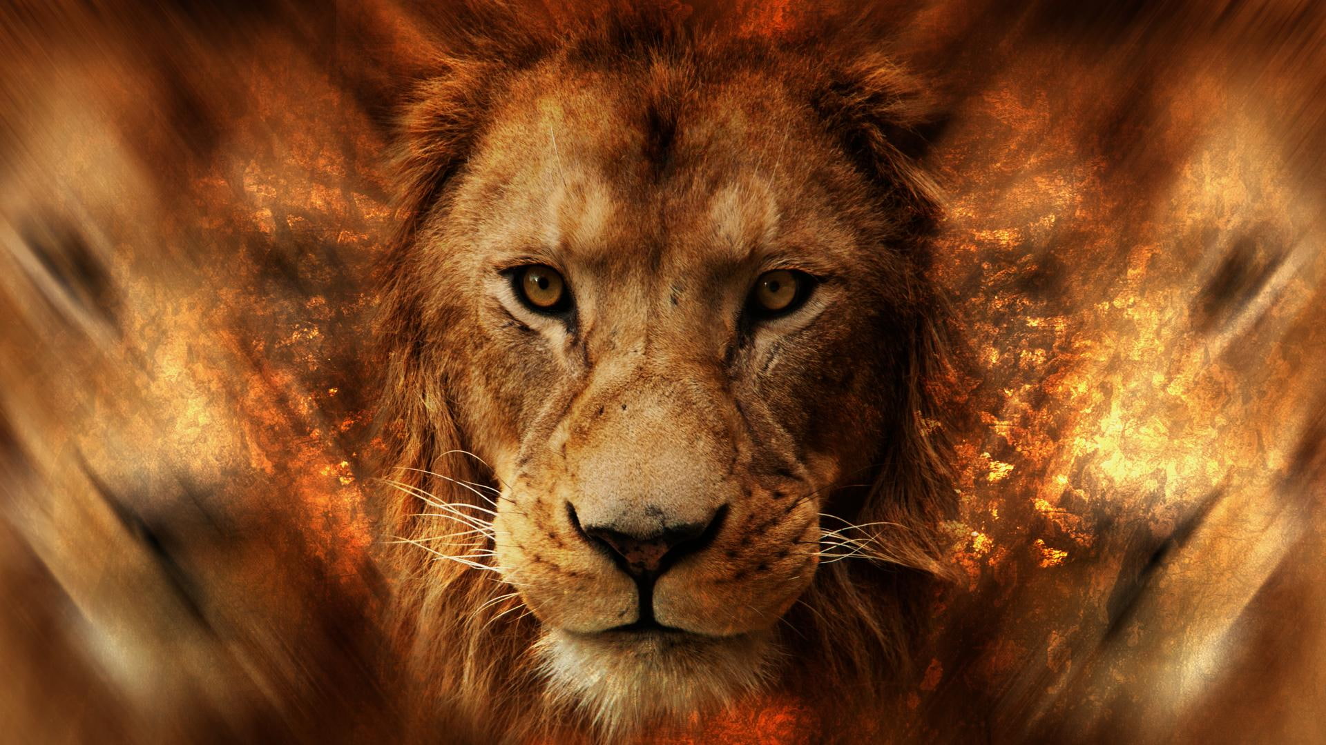 1080P, face, animals, lion, africa, HD Wallpaper