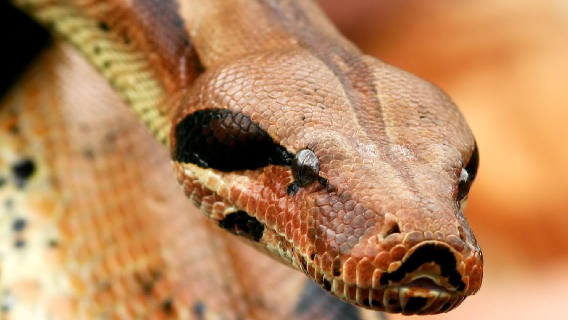 animal body part, close up, warning sign, macro photography, boas, serpent, fauna, no people, lizard, mammal, animal themes, animal head, snake, animal wildlife, HD Wallpaper
