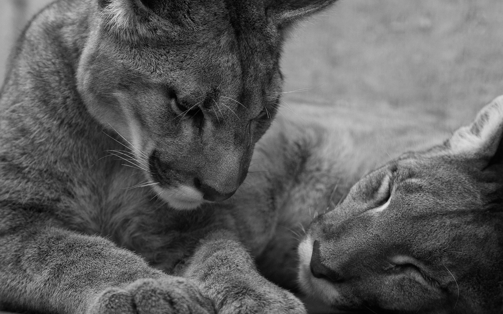 animal body part, cougars, lions, nature, looking, fur, pets, whisker, domestic Cat, lioness, two animals, undomesticated Cat, face, cat, 1080P, vertebrate, HD Wallpaper