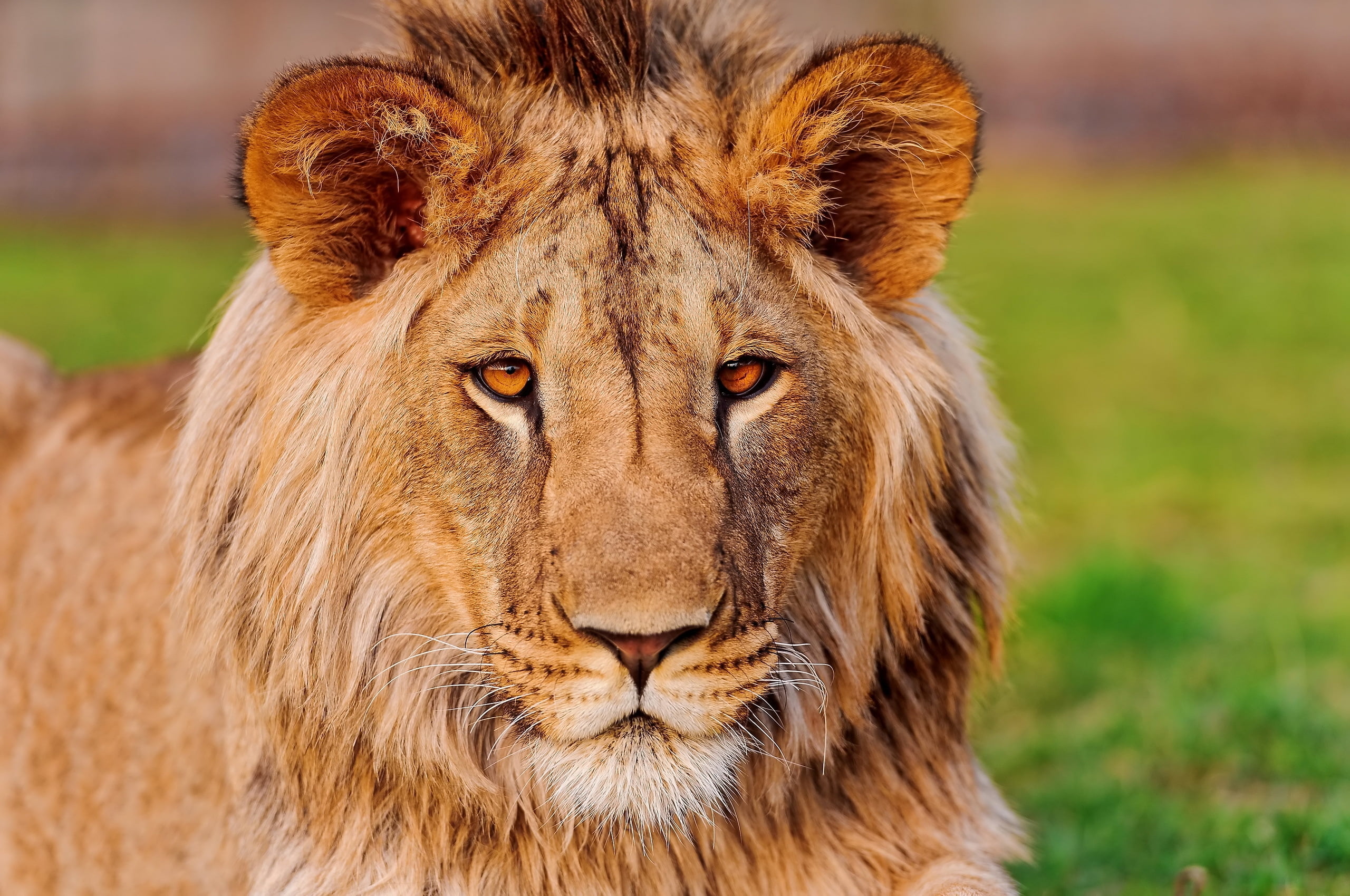 big Cat, animals In The Wild, majestic, nature, 2K, face, animal themes, feline, animals Hunting, fur, male Animal, tanzania, large, wildlife Reserve, HD Wallpaper